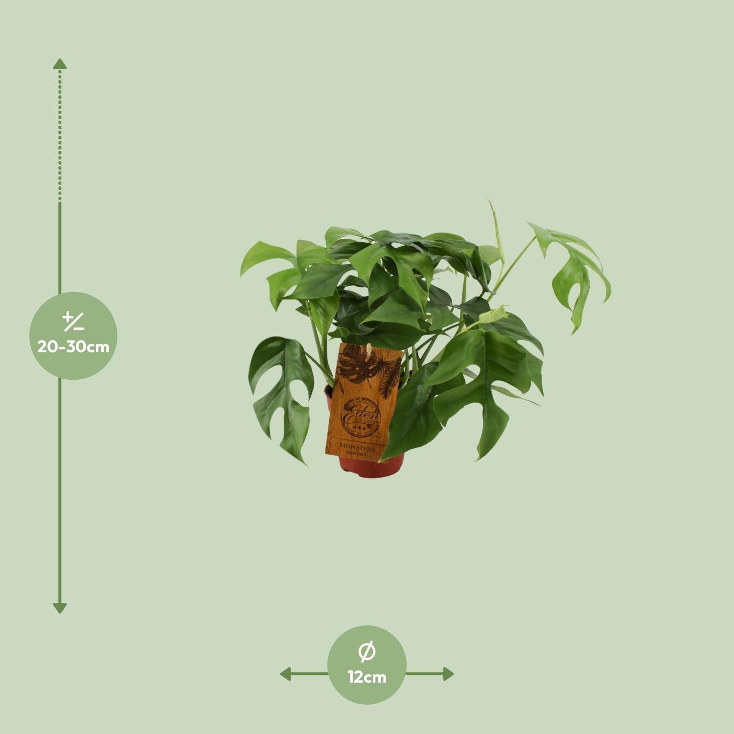 green-guardia-monstera-minima-zwerg-fensterblatt-12cm-topf image 5