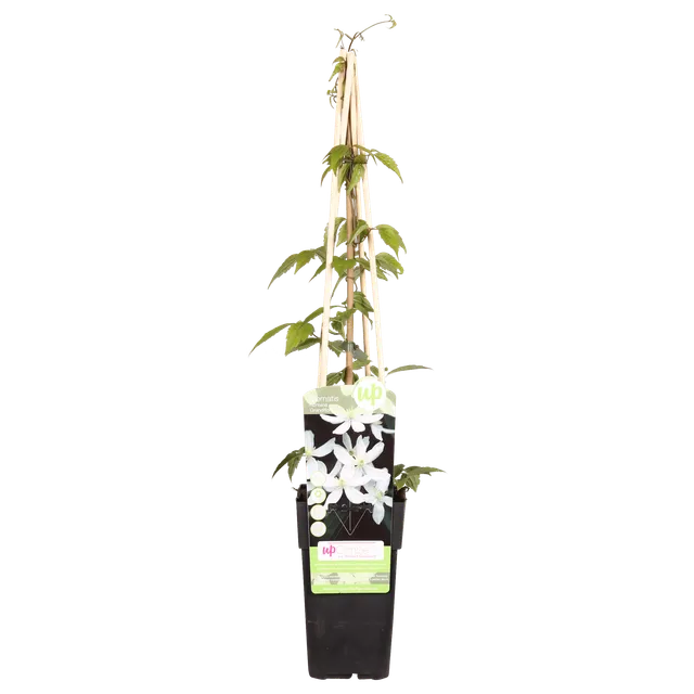 green-guardia-clematis-grandiflora-kletterpflanze-1-pflanze image 1
