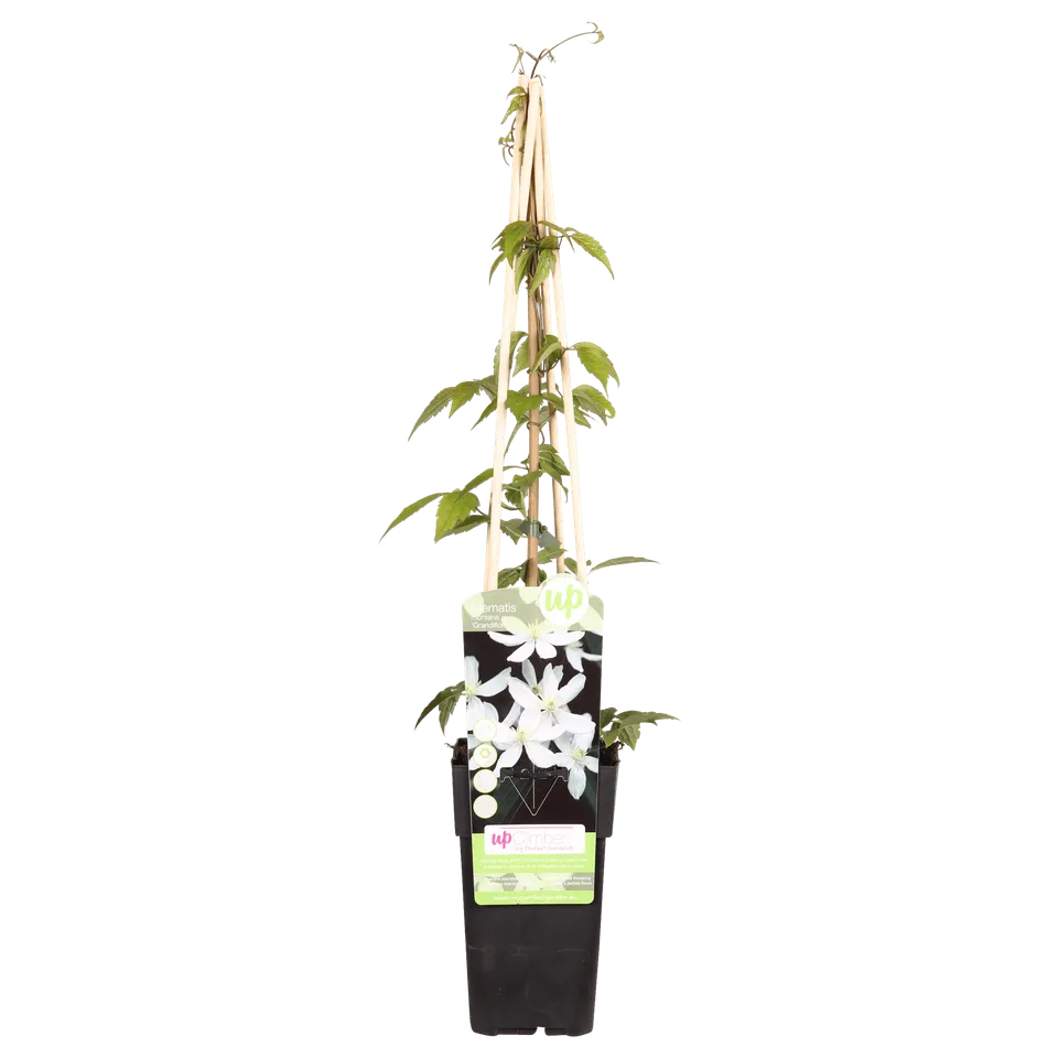 green-guardia-clematis-grandiflora-kletterpflanze-1-pflanze image 1