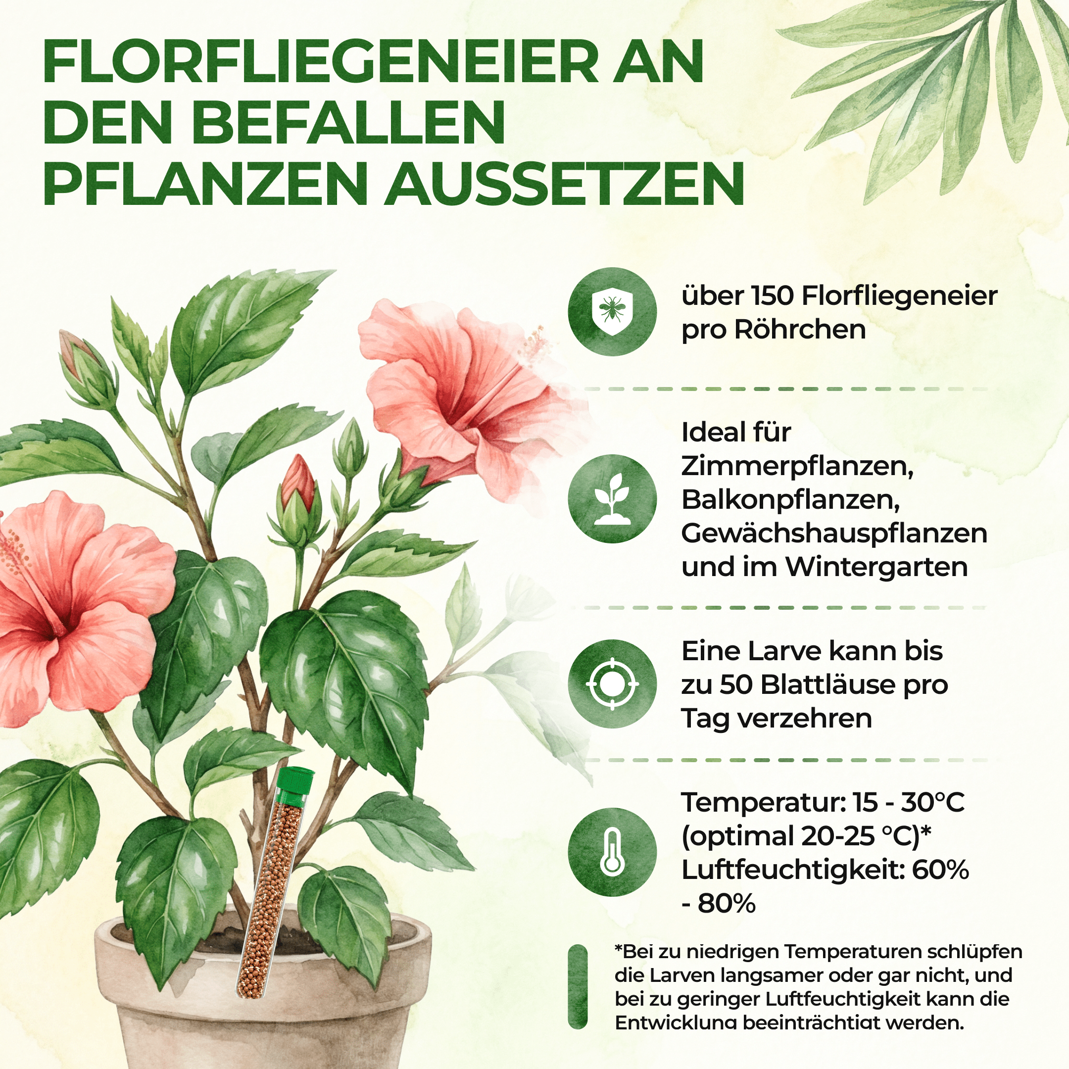 green-guardia-florfliegenlarven-eier-florfliegeneier-1-r-hrchen-10m image 5