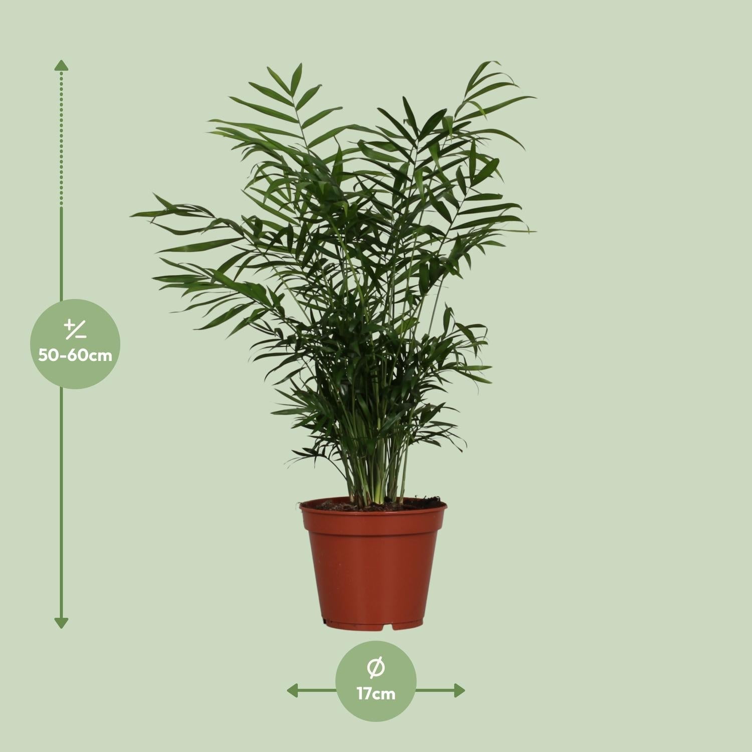 green-guardia-chamaedorea-elegans-bergpalme-40-cm-zimmerpflanze image 3