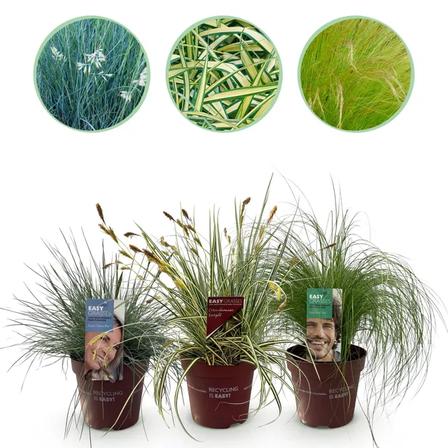 green-guardia-unsere-pflanzen-ziergr-ser-mix-3-pflanzen-winterhart image 1