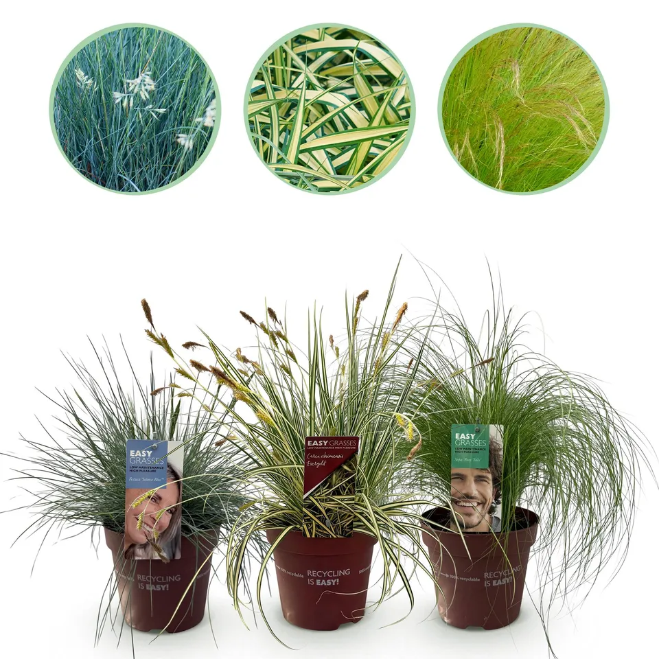 green-guardia-unsere-pflanzen-ziergr-ser-mix-3-pflanzen-winterhart image 1