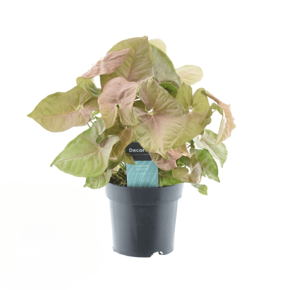 green-guardia-syngonium-pfeilblatt-zimmerpflanze-15-30-cm-gr-n image 3