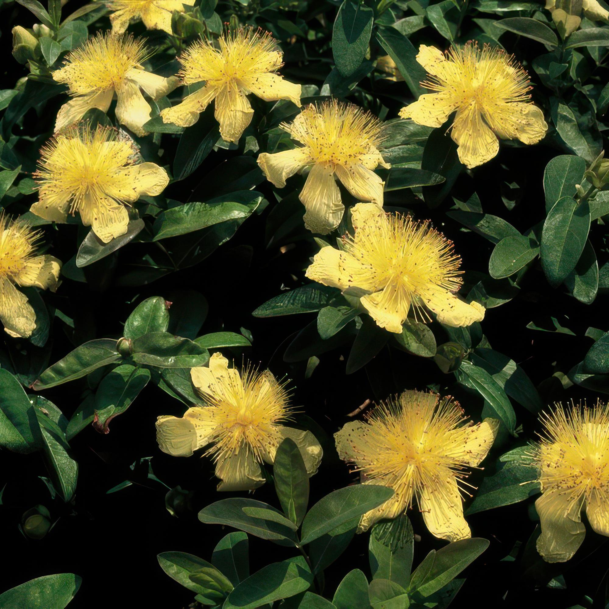 green-guardia-unsere-pflanzen-hypericum-calycinum-bodendecker-6x-9cm image 5