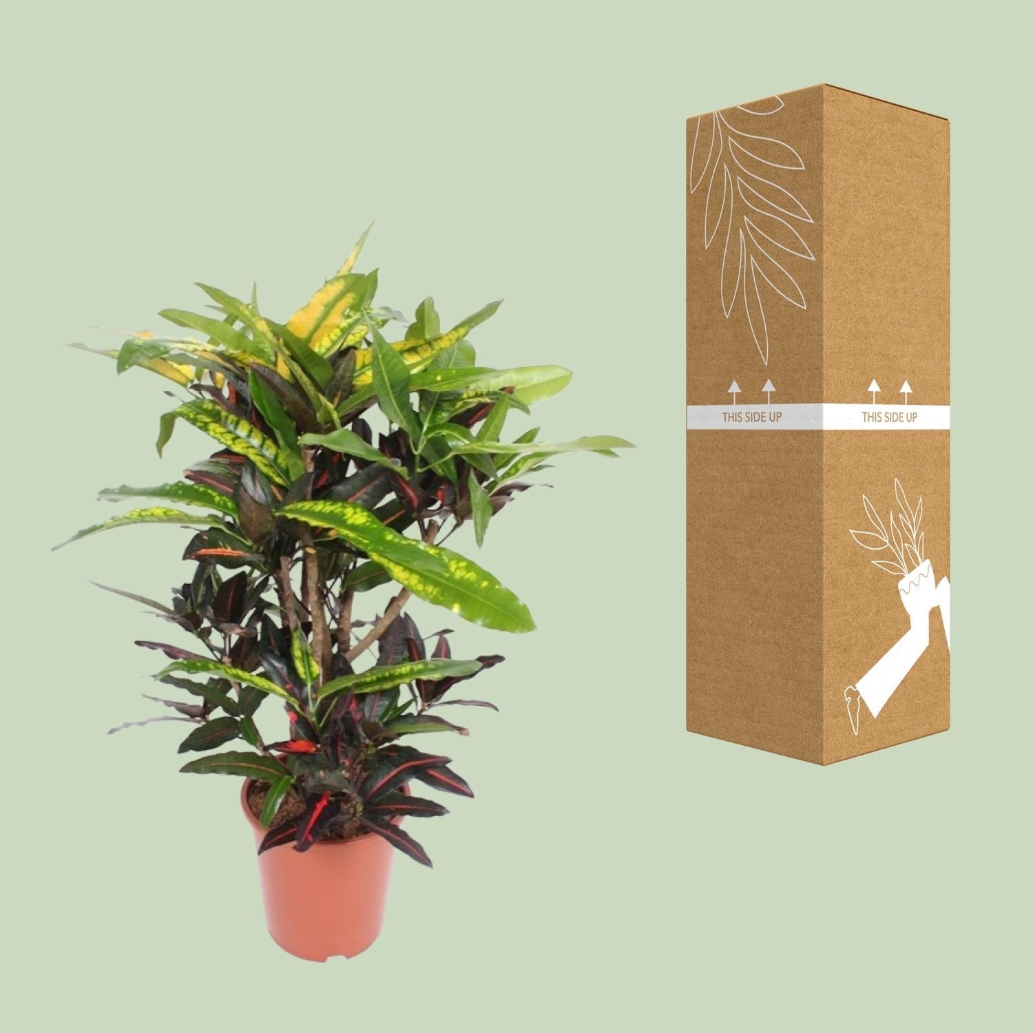 green-guardia-unsere-pflanzen-codiaeum-mango-zimmerpflanze-110-cm image 3