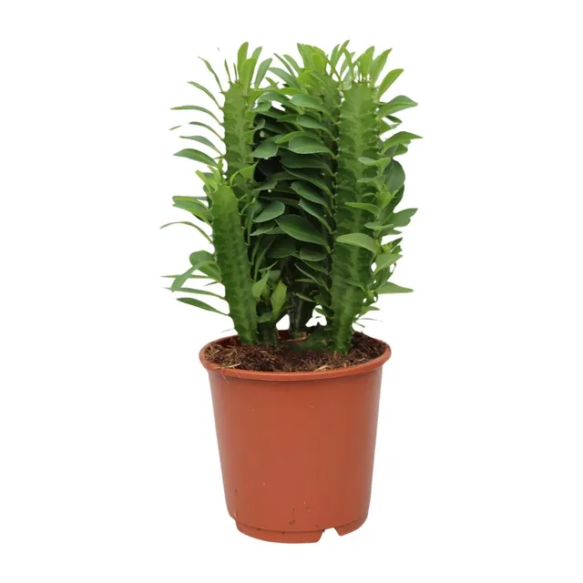 green-guardia-euphorbia-trigona-milchbaum-sukkulente-70-cm image 1