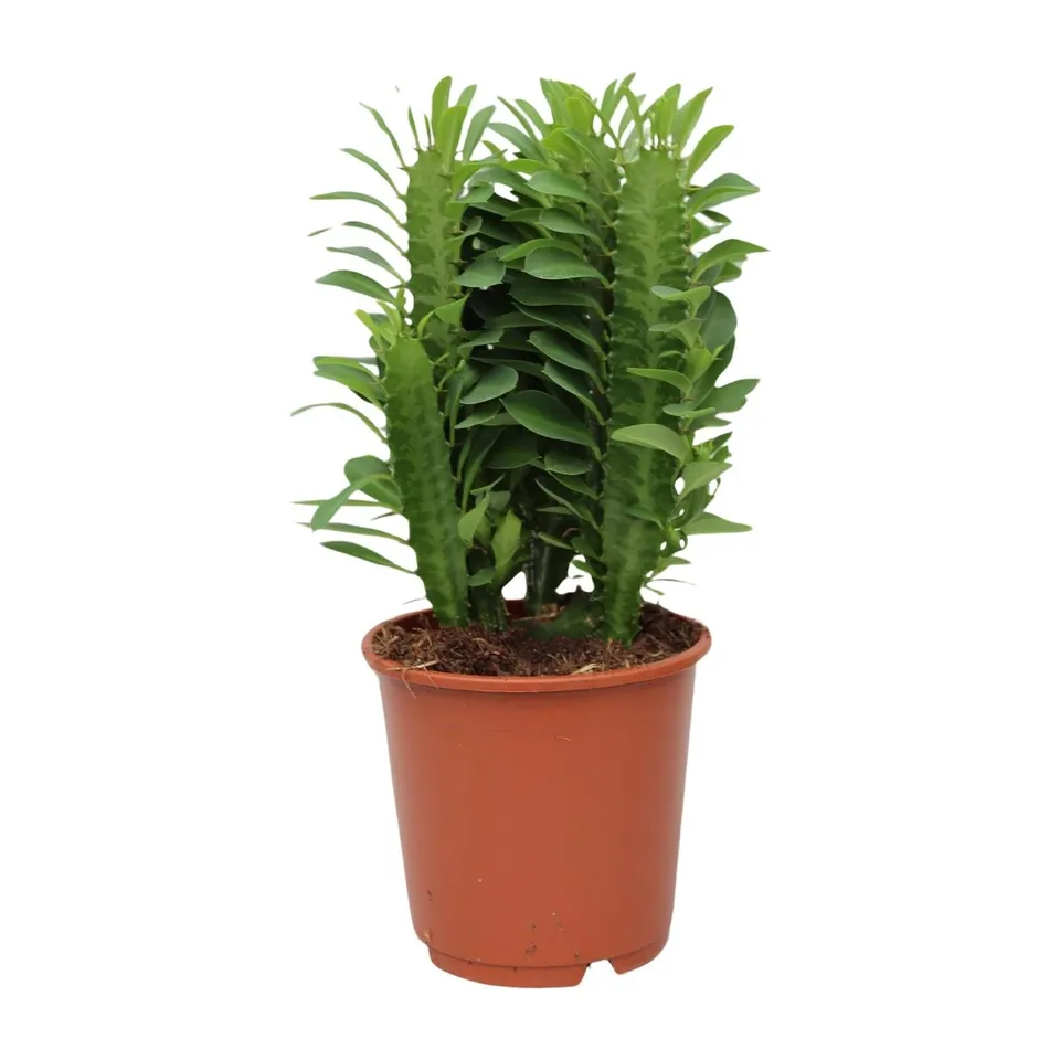 green-guardia-euphorbia-trigona-milchbaum-sukkulente-70-cm image 1