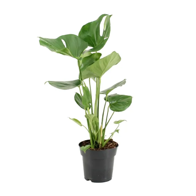 green-guardia-monstera-deliciosa-fensterblatt-105-cm-pflanze image 1