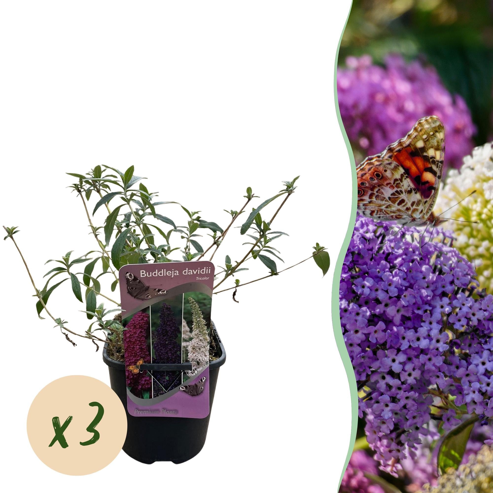 green-guardia-tricolour-schmetterlingsstrauch-3-pflanzen-rosa-wei-lila image 1
