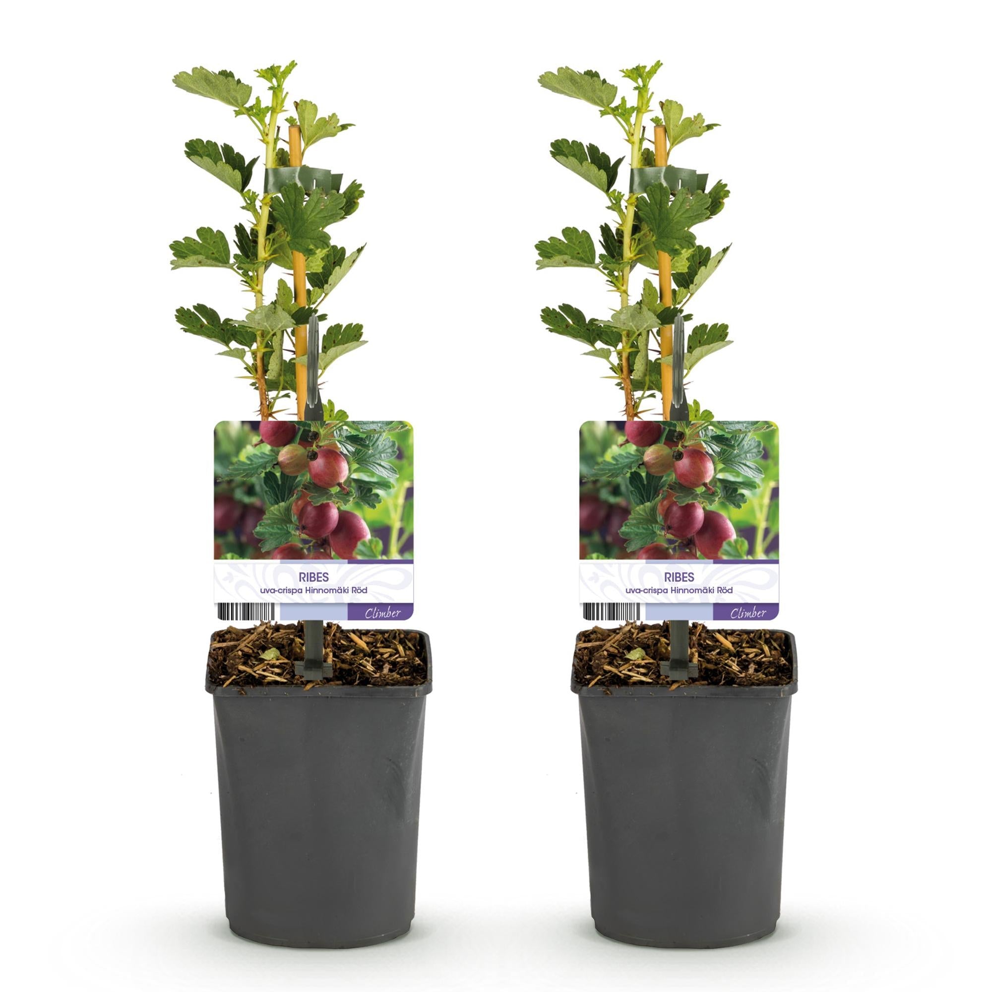 green-guardia-hinnom-ki-r-d-rote-stachelbeere-2-pflanzen-40cm image 3