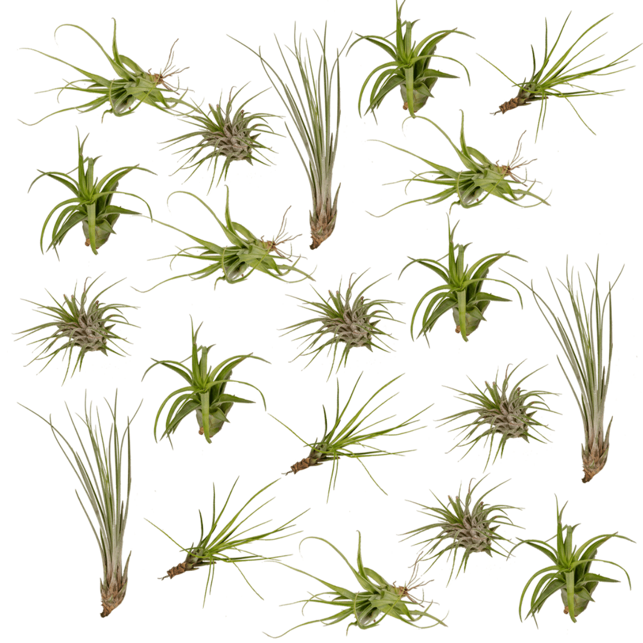 green-guardia-tillandsia-luftpflanzen-mix-20-st-ck-6-cm image 1