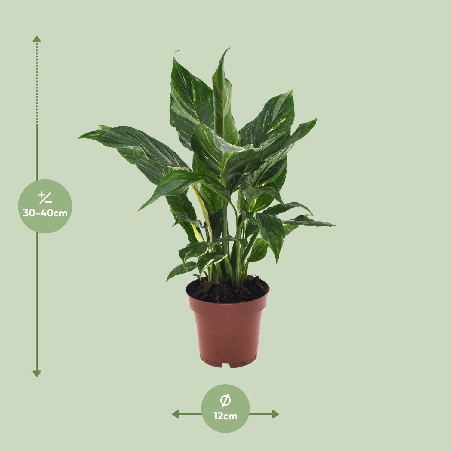 green-guardia-spathiphyllum-diamond-einblatt-12-cm-topf-wei image 2