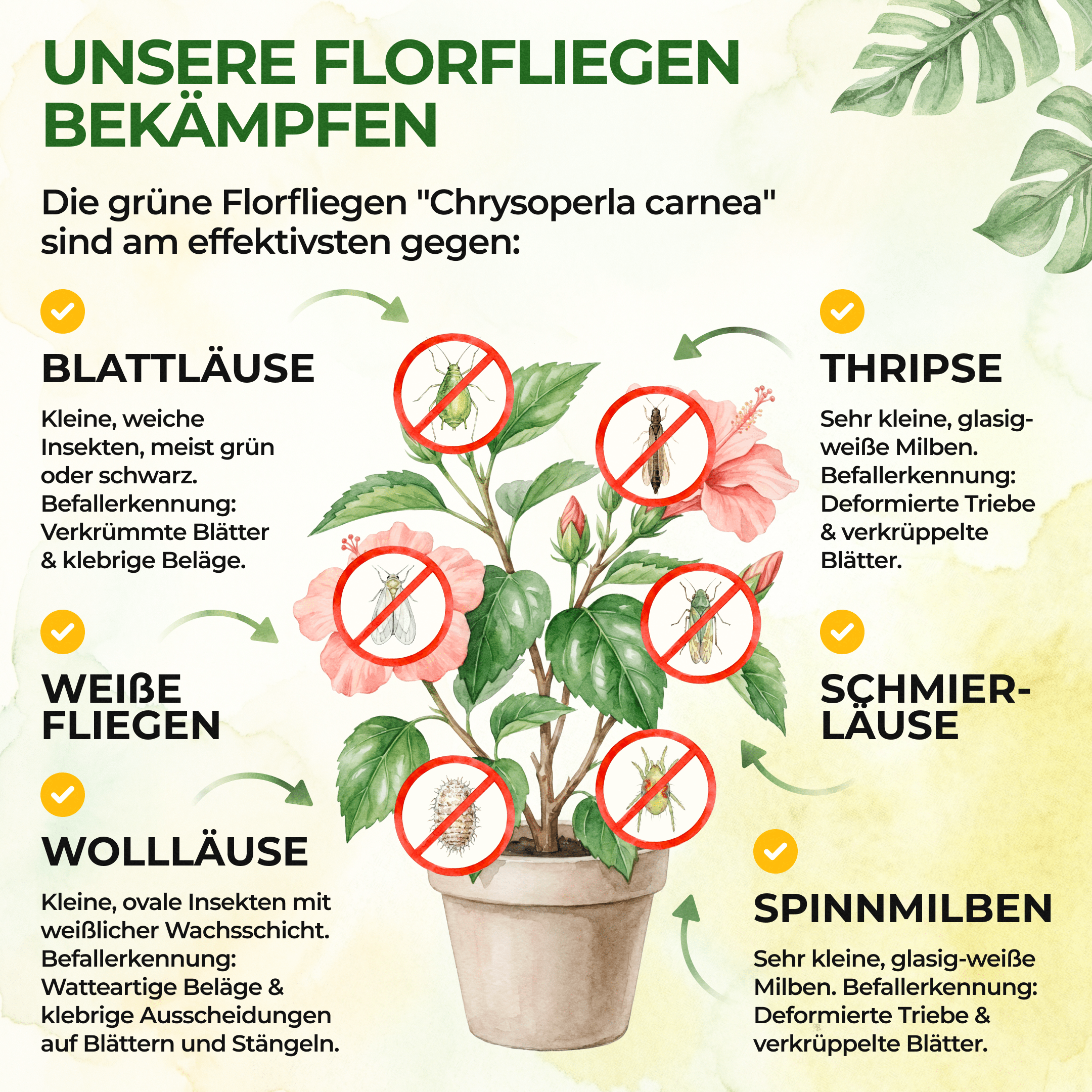 green-guardia-florfliegenlarven-eier-florfliegeneier-1-r-hrchen-10m image 2