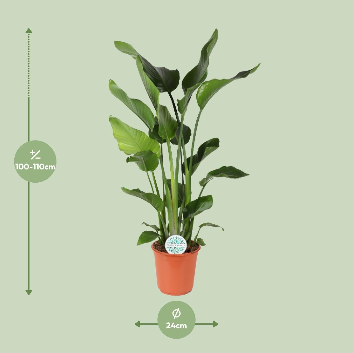 green-guardia-unsere-pflanzen-strelitzia-nicolai-90-cm-wei-e-bl-te-zimmerpflanze image 5