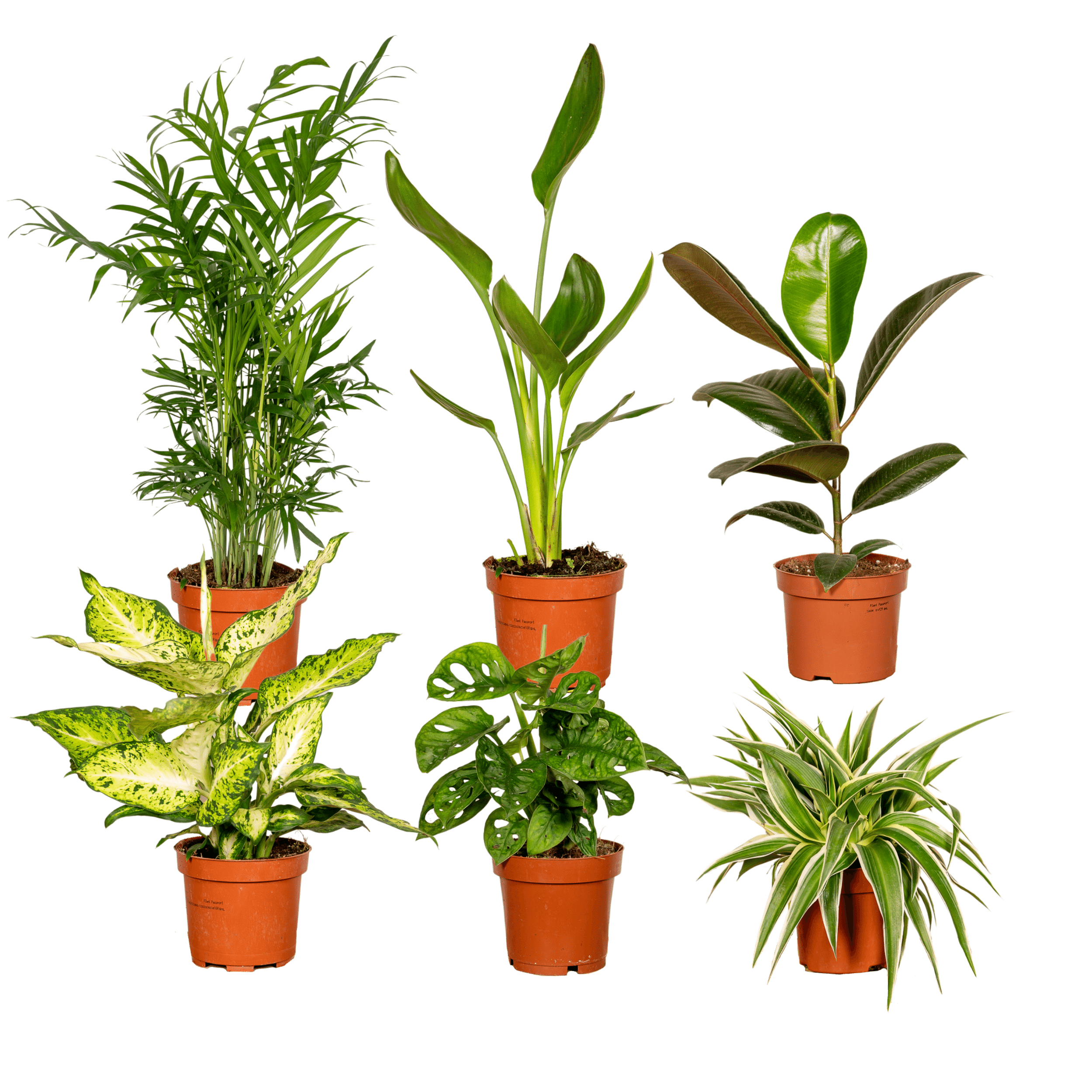 green-guardia-unsere-pflanzen-berraschungsbox-5-pflanzen-12cm image 4