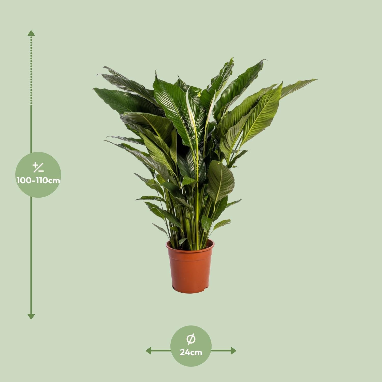 green-guardia-spathiphyllum-friedenslilie-70-cm-vivaldi image 8