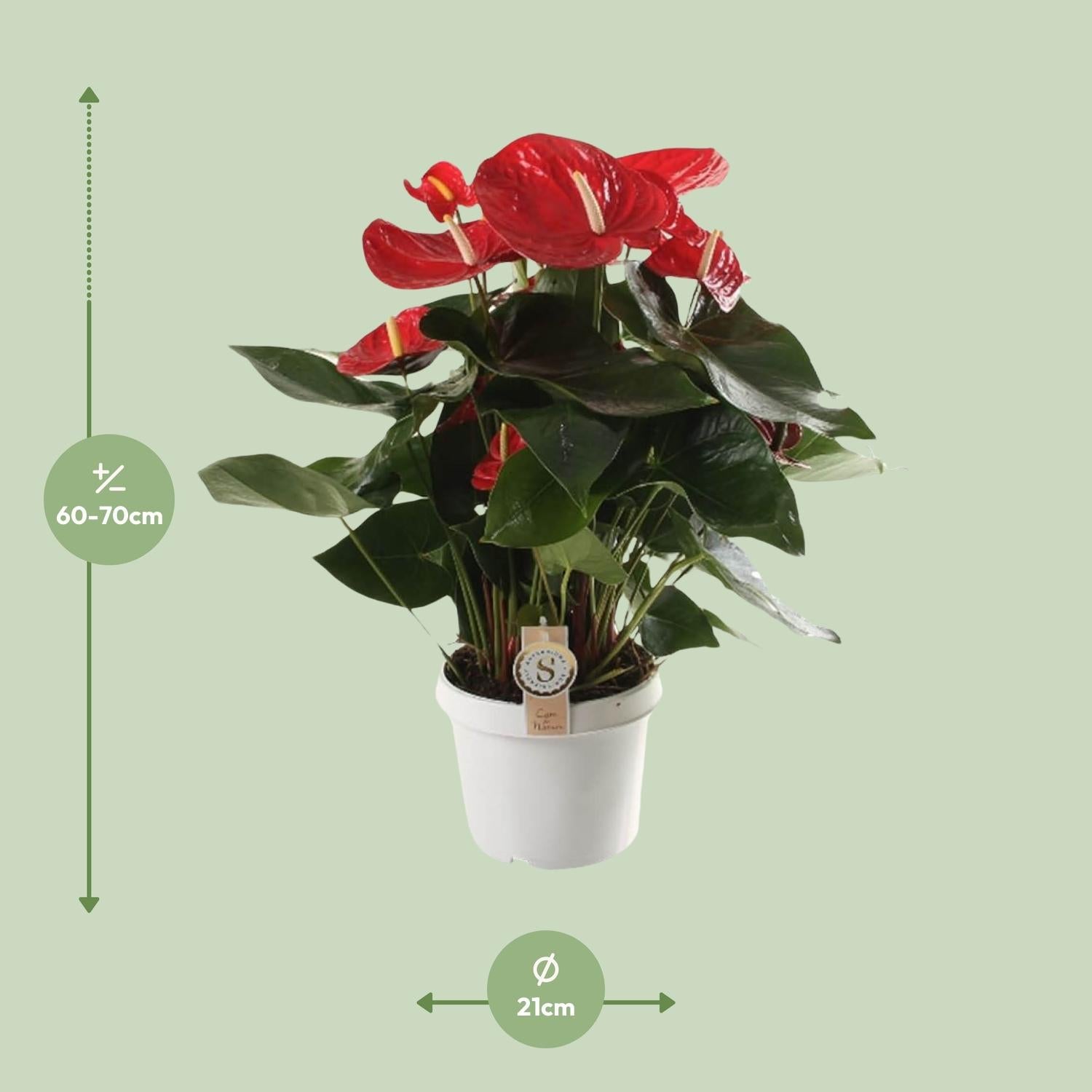 green-guardia-anthurium-sweet-dream-zimmerpflanze-12cm-36cm-pink image 7