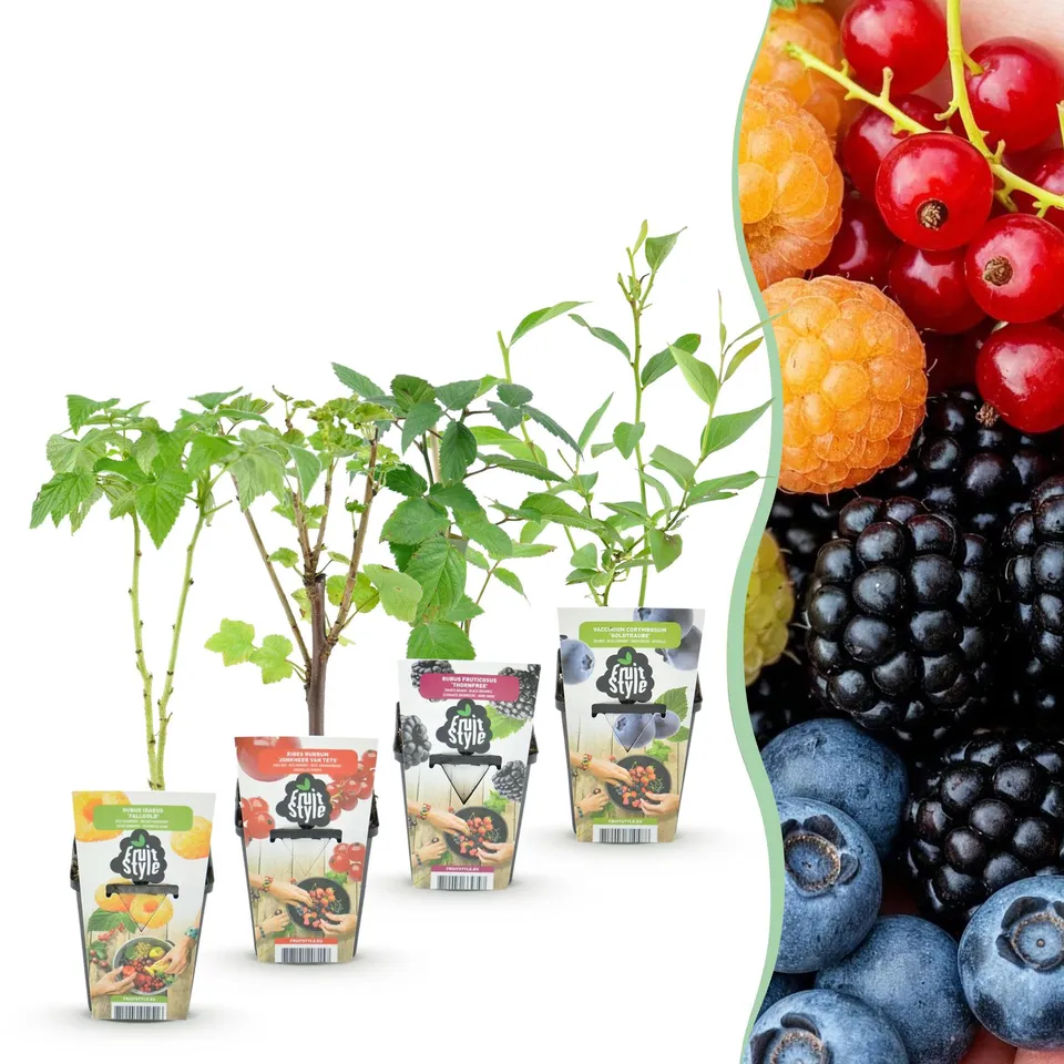 green-guardia-unsere-pflanzen-beerenmix-regenbogen-obstpflanzen-4-pflanzen image 1