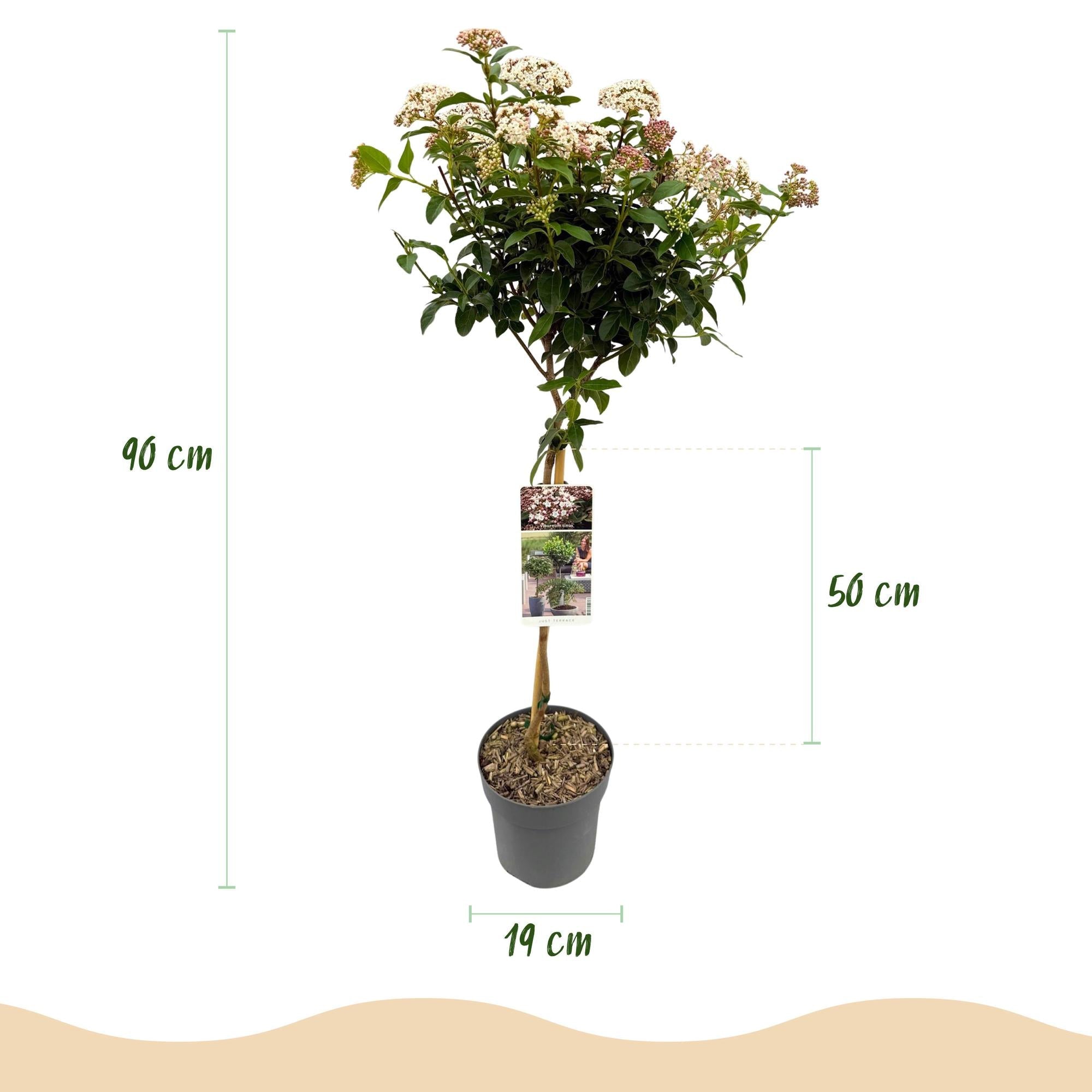 green-guardia-unsere-pflanzen-viburnum-eve-price-stamm-90-cm-winterhart image 2