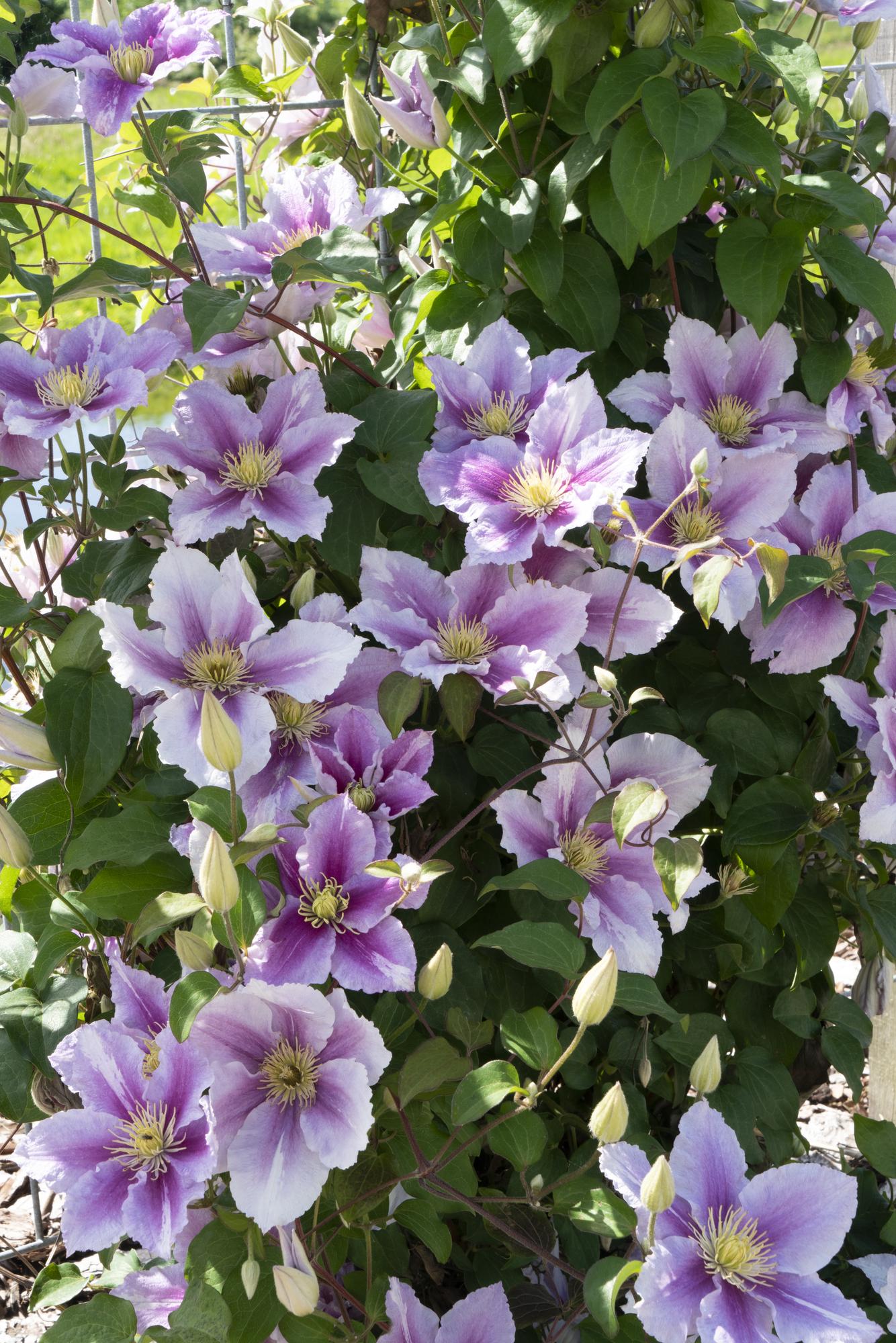 green-guardia-unsere-pflanzen-clematis-piilu-rosa-kletterpflanze-3x image 2