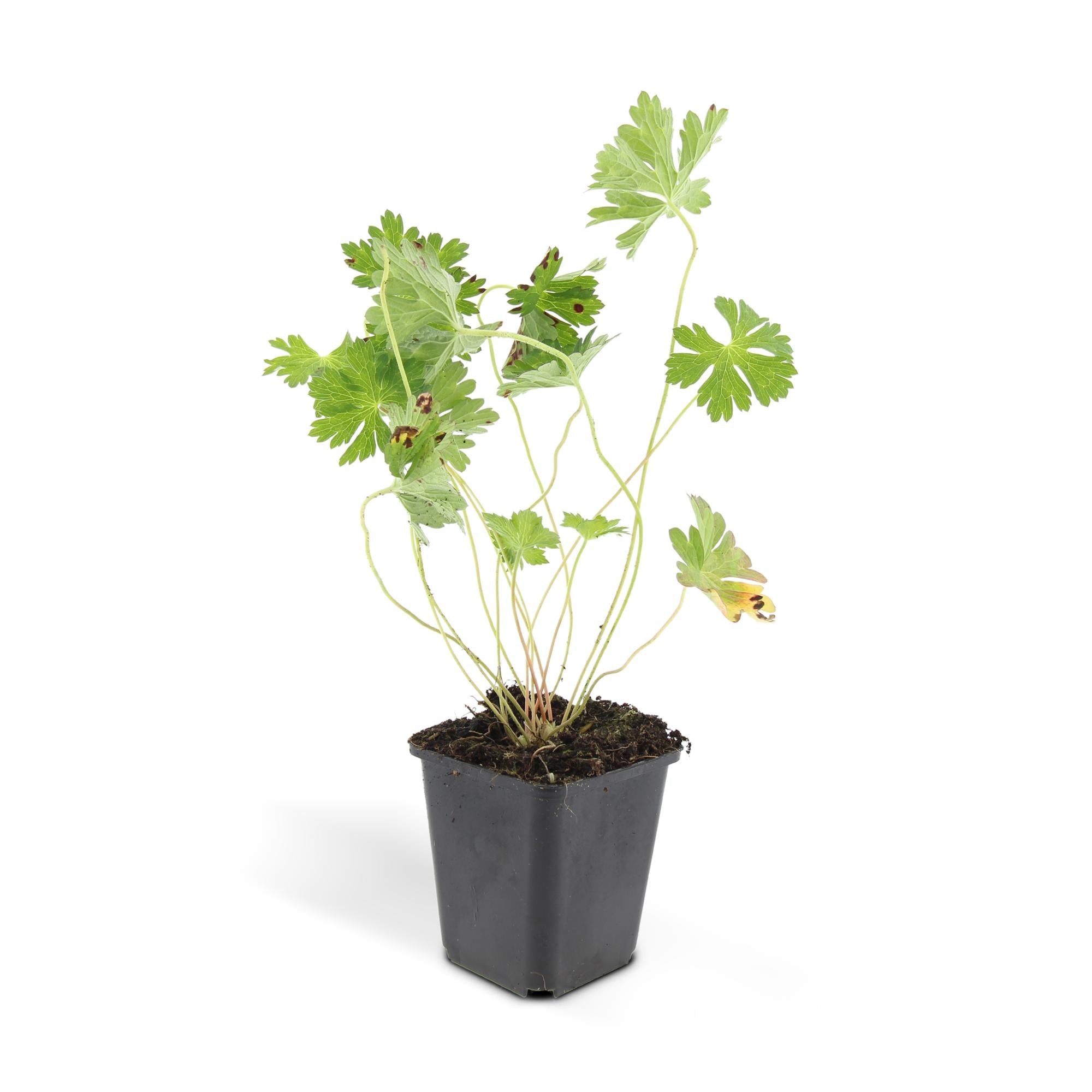 green-guardia-unsere-pflanzen-geranium-rozanne-storchschnabel-6x image 1