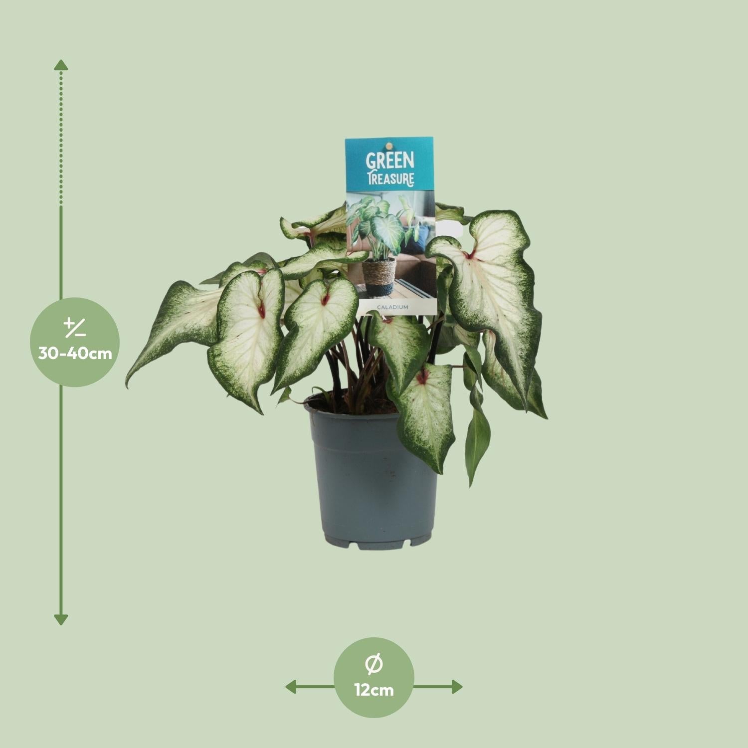 green-guardia-unsere-pflanzen-caladium-zimmerpflanze-sweetheart-12cm-bunt image 6