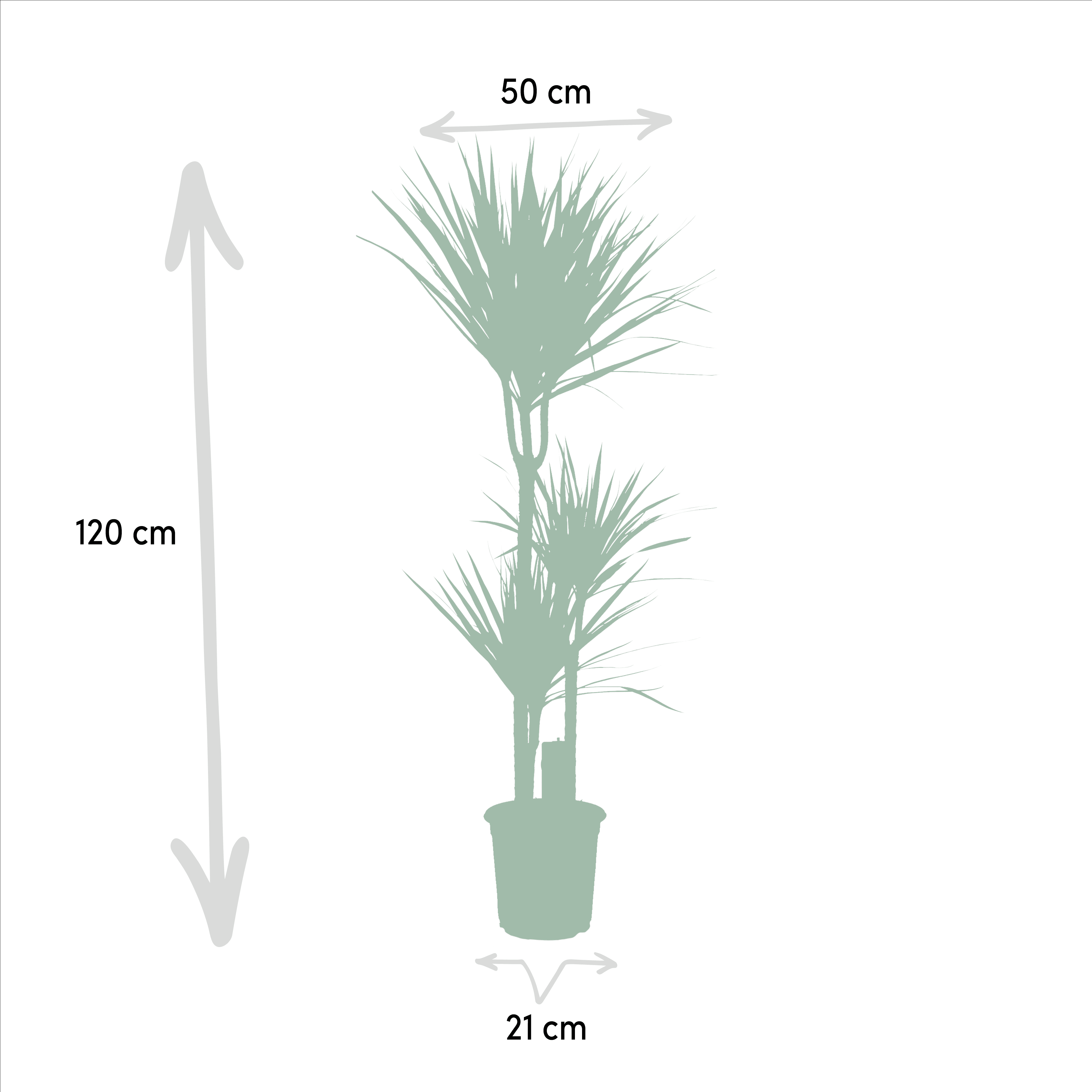 green-guardia-unsere-pflanzen-drachenbaum-55cm-zimmerpflanze-pflegeleicht image 8