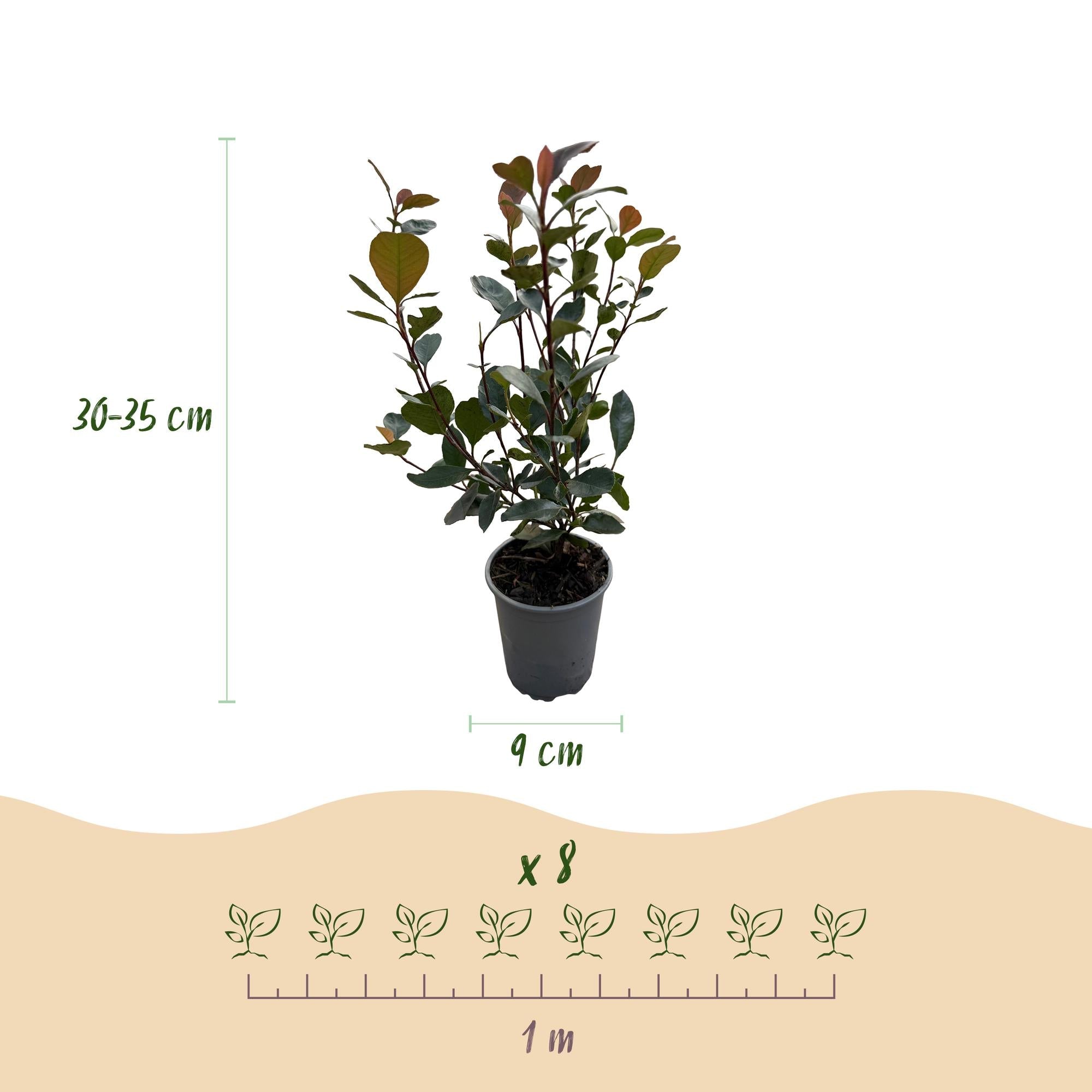 green-guardia-unsere-pflanzen-photinia-little-red-robin-hecke-8er-set image 2