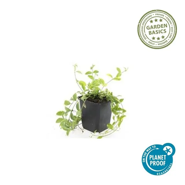 green-guardia-unsere-pflanzen-immergr-n-aureovariegata-9-cm image 1