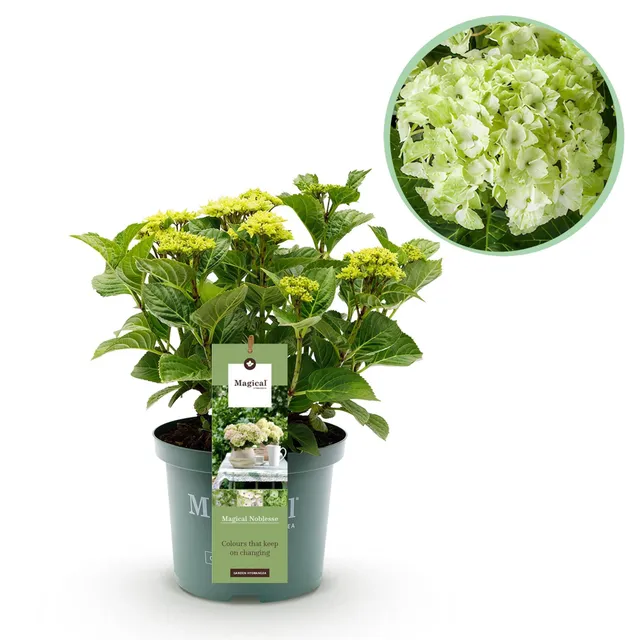 green-guardia-hortensie-magical-nobless-wei-23cm-winterhart image 1