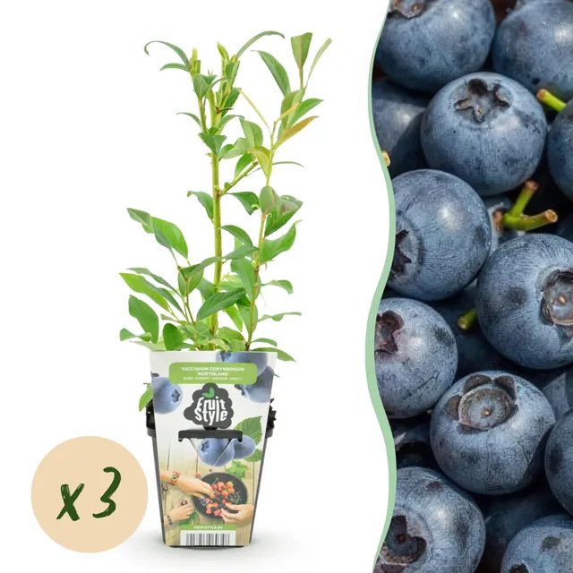 green-guardia-unsere-pflanzen-vaccinium-blaubeere-northland-3-pflanzen image 1
