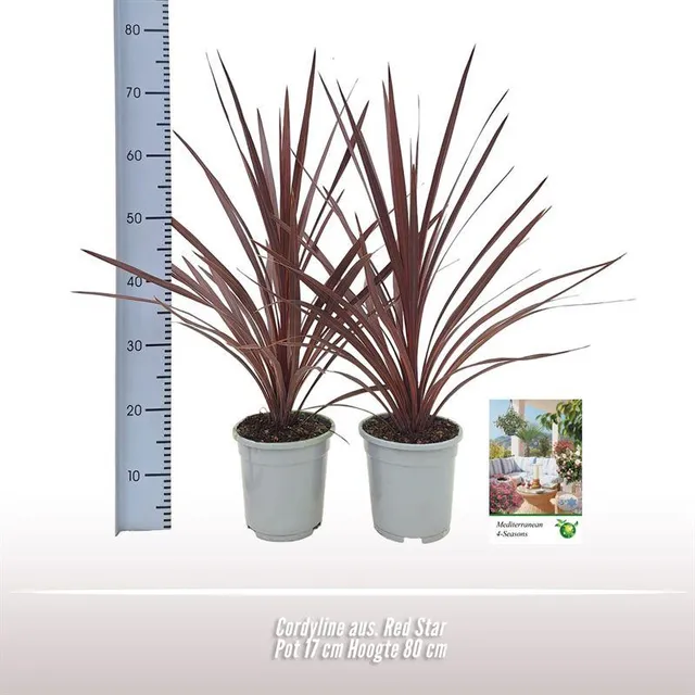 green-guardia-unsere-pflanzen-cordyline-red-star-80cm-rot image 1