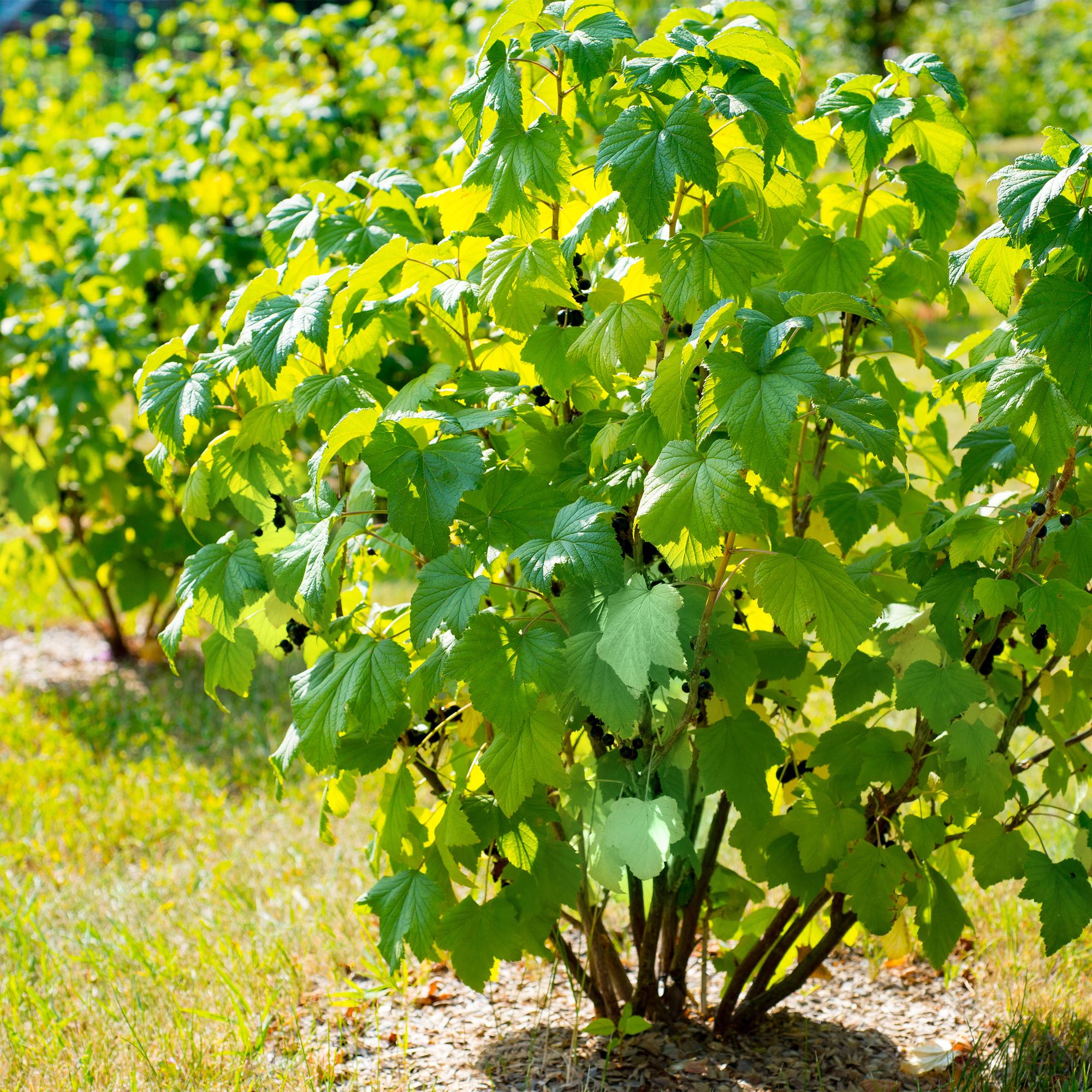 green-guardia-unsere-pflanzen-ribes-titania-johannisbeere-2x-40cm image 4