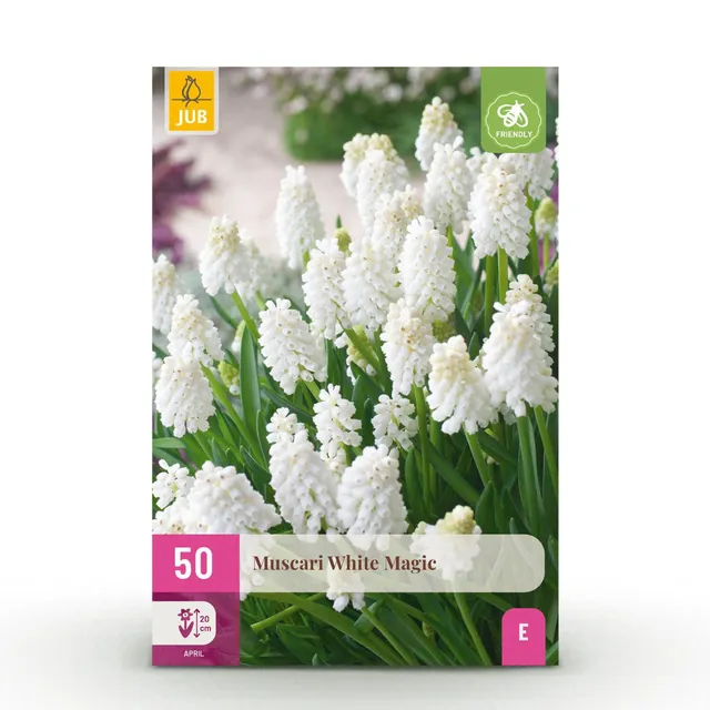 green-guardia-unsere-pflanzen-muscari-white-magic-50-zwiebeln-wei image 1