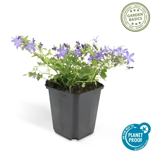 green-guardia-glockenblume-stella-pflanze-9cm-topf image 1