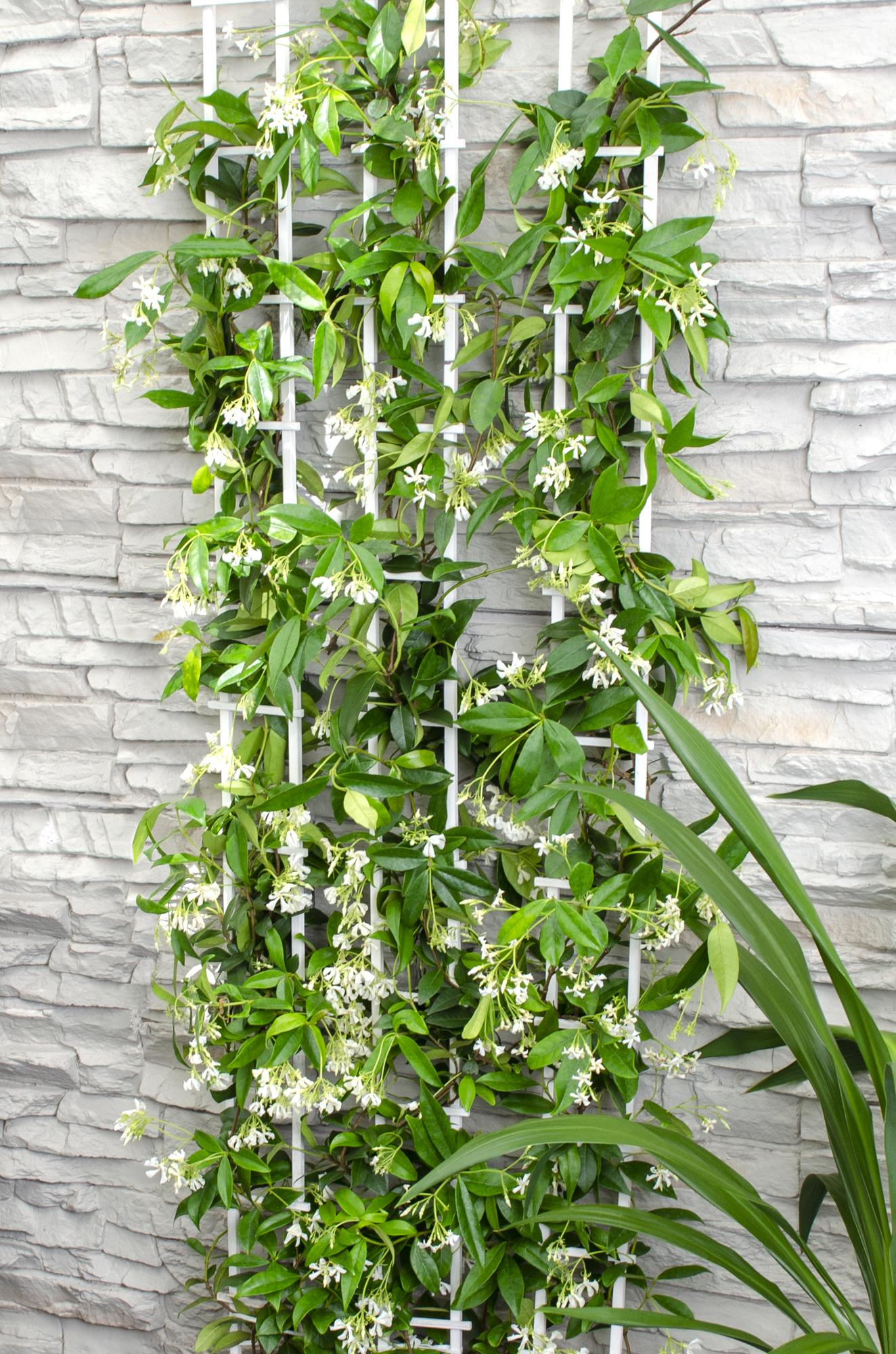 green-guardia-unsere-pflanzen-trachelospermum-star-of-venice-65-cm image 5