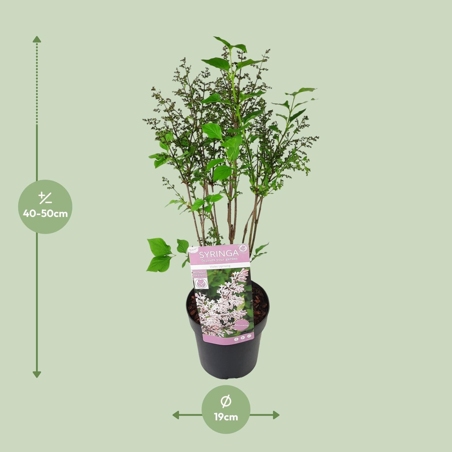 green-guardia-unsere-pflanzen-flieder-violet-uprising-35cm-duftend image 2