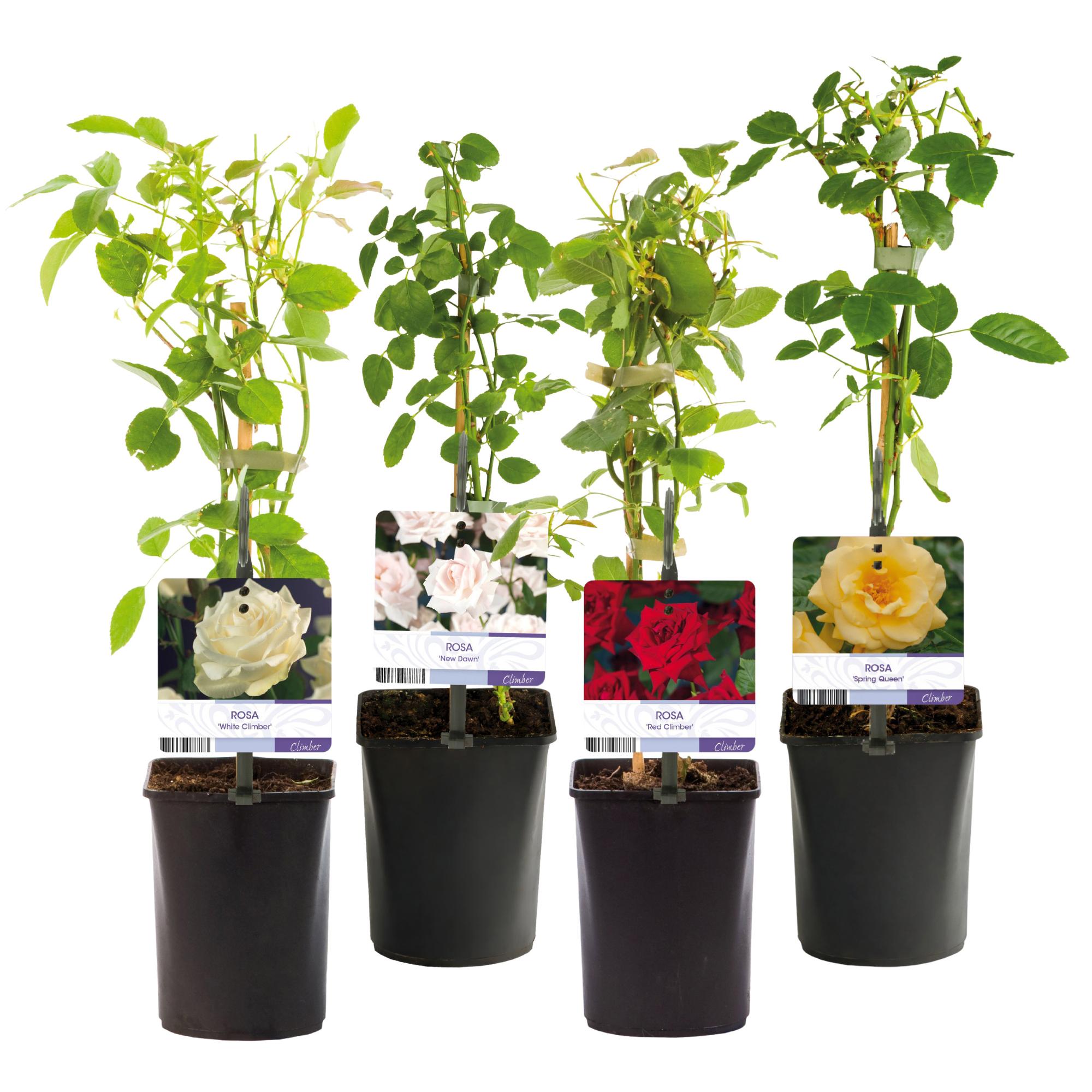 green-guardia-unsere-pflanzen-rosa-rainbow-kletterrose-mehrfarbig-4x-11cm image 2