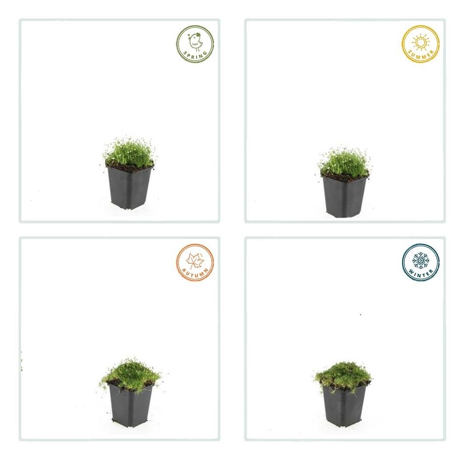 green-guardia-sagina-subulata-sternmoos-bodendecker-6-pflanzen image 3