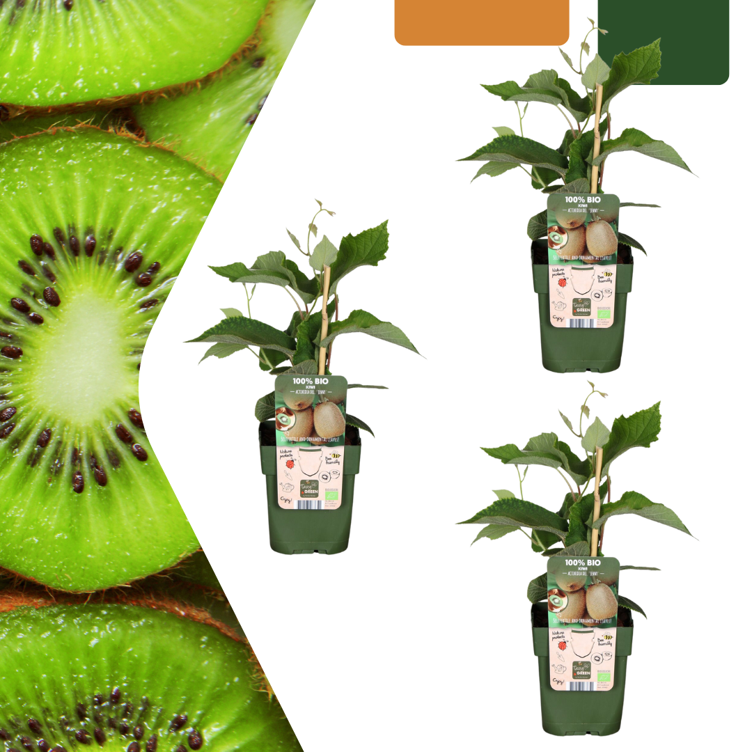 green-guardia-unsere-pflanzen-bio-kiwi-jungpflanze-13-cm-topf image 2
