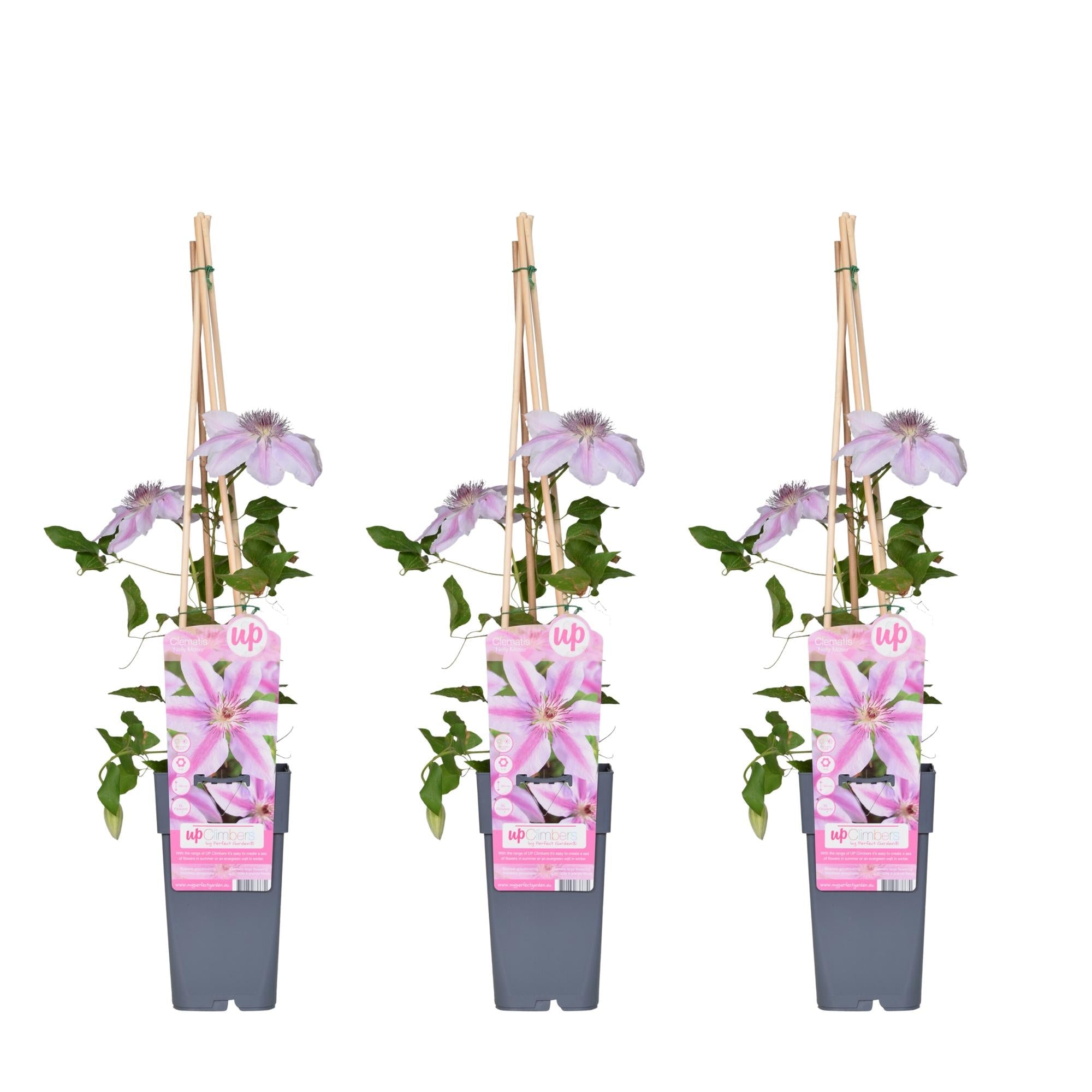 green-guardia-clematis-nelly-moser-rosa-15cm-topf image 4