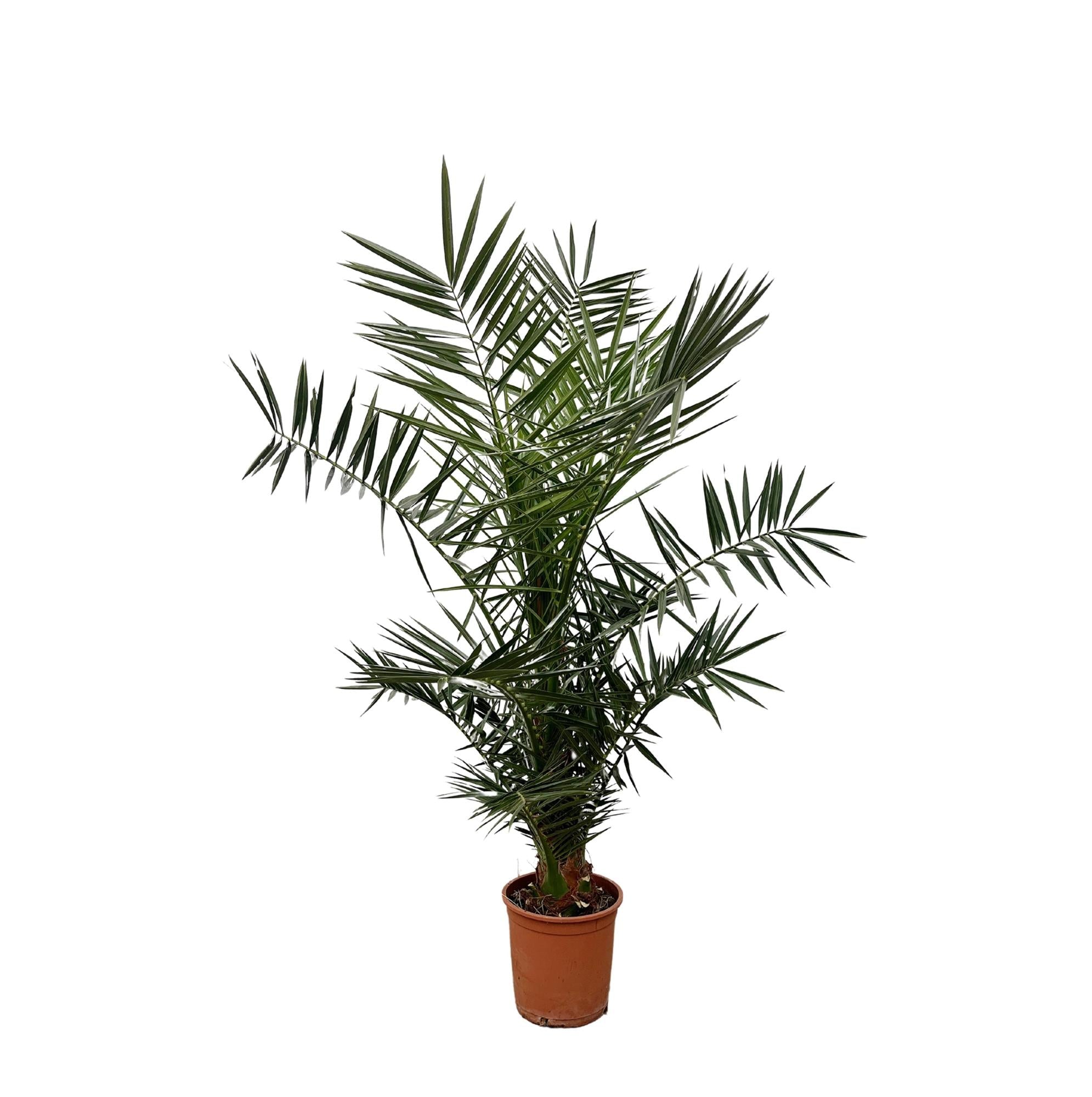 green-guardia-phoenix-canariensis-palme-140-cm-21-cm-topf image 1