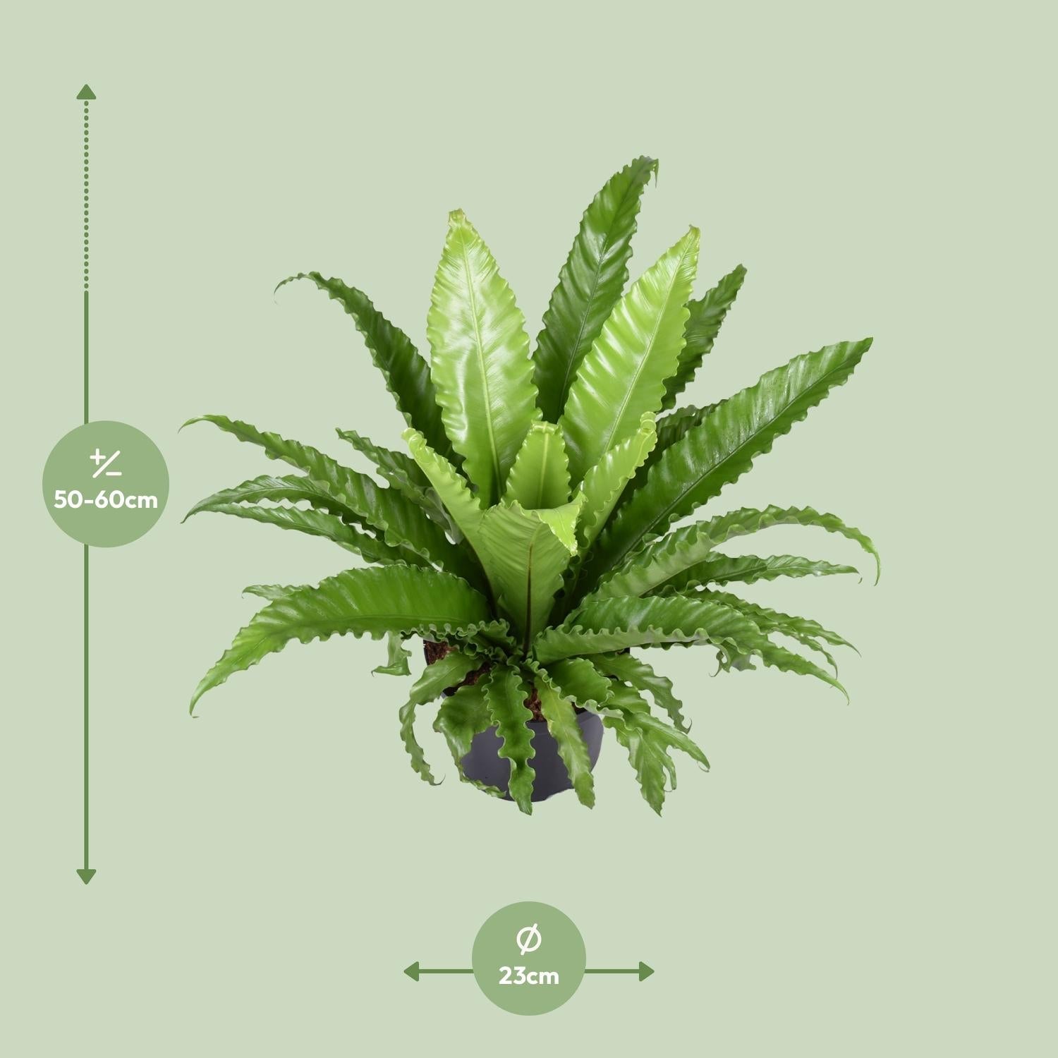 green-guardia-asplenium-osaka-nestfarn-23cm-topf-60cm-pflegeleicht image 2