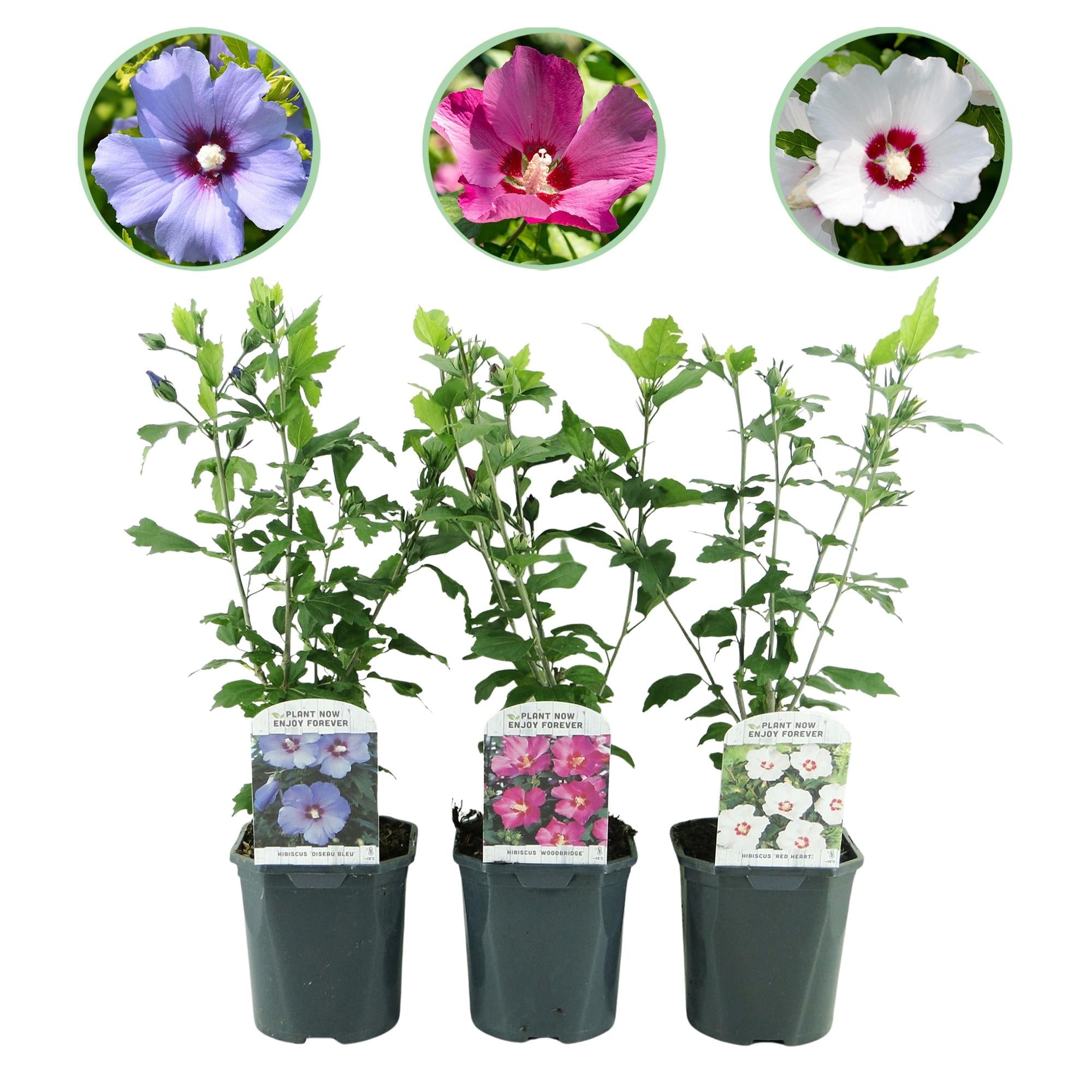 green-guardia-hibiskus-tricolour-3-pflanzen-17-cm-topf-45-cm image 1