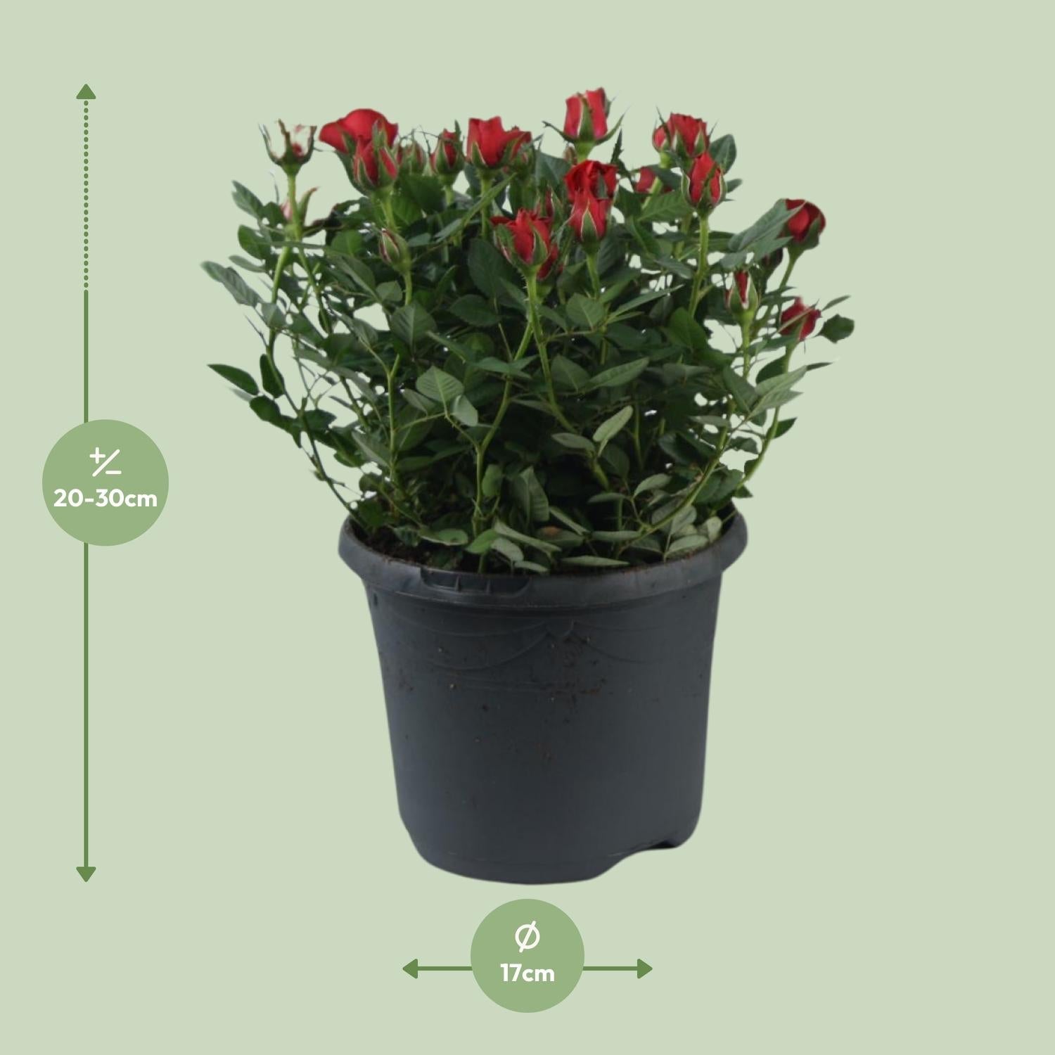 green-guardia-beetrose-jewel-patio-hot-17-cm-topf-30-cm image 2