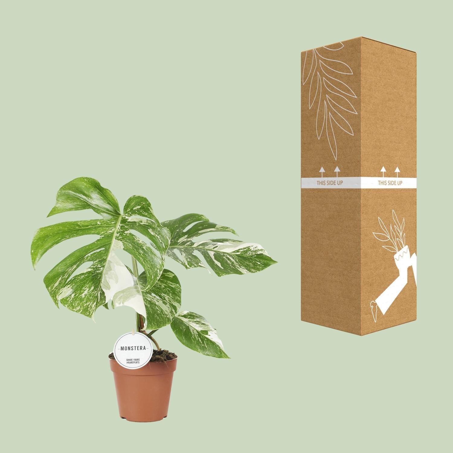 green-guardia-monstera-deliciosa-variegata-15cm-topf image 3