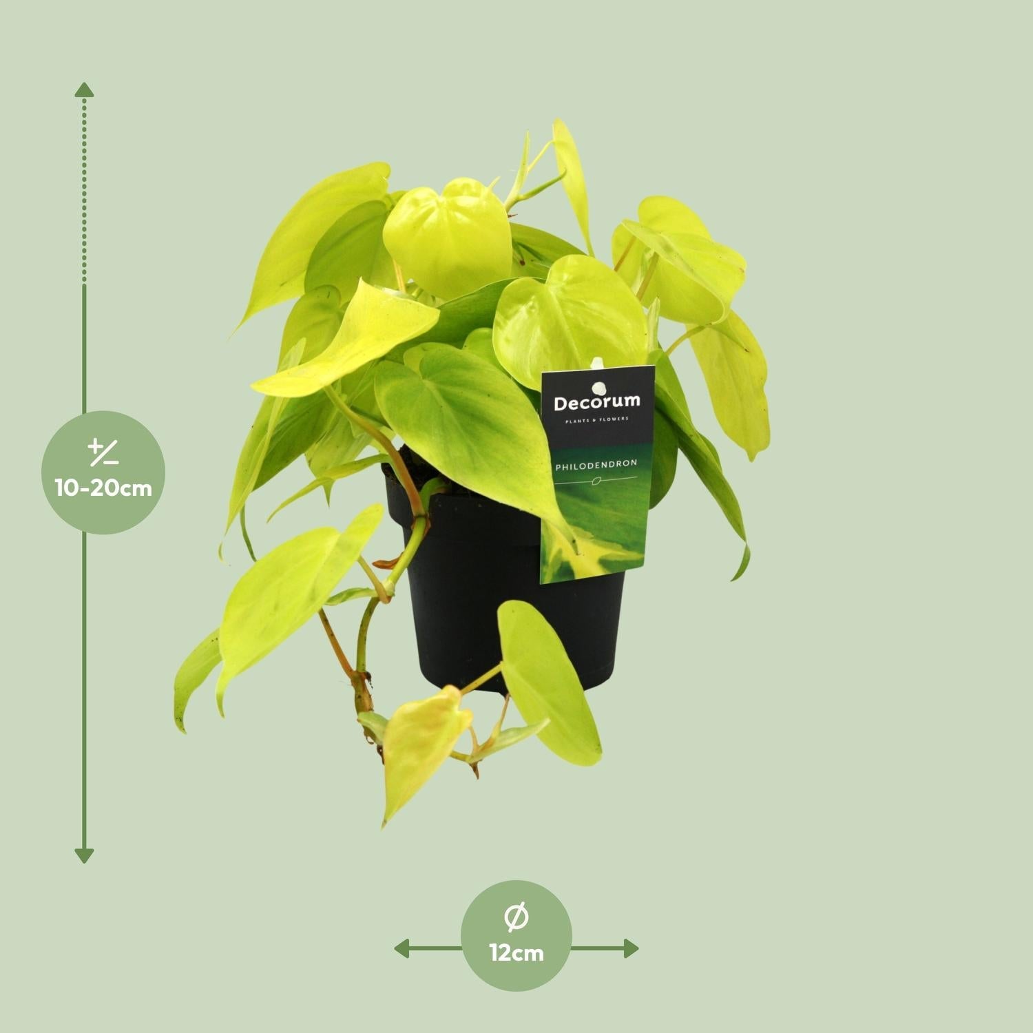 green-guardia-unsere-pflanzen-philodendron-lime-baumfreund-12cm-pflegeleicht image 2