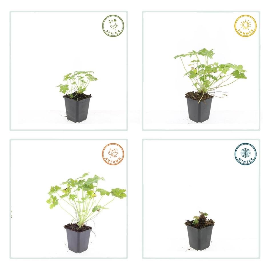 green-guardia-geranium-czakor-bodendecker-9cm-winterhart-rosa image 3