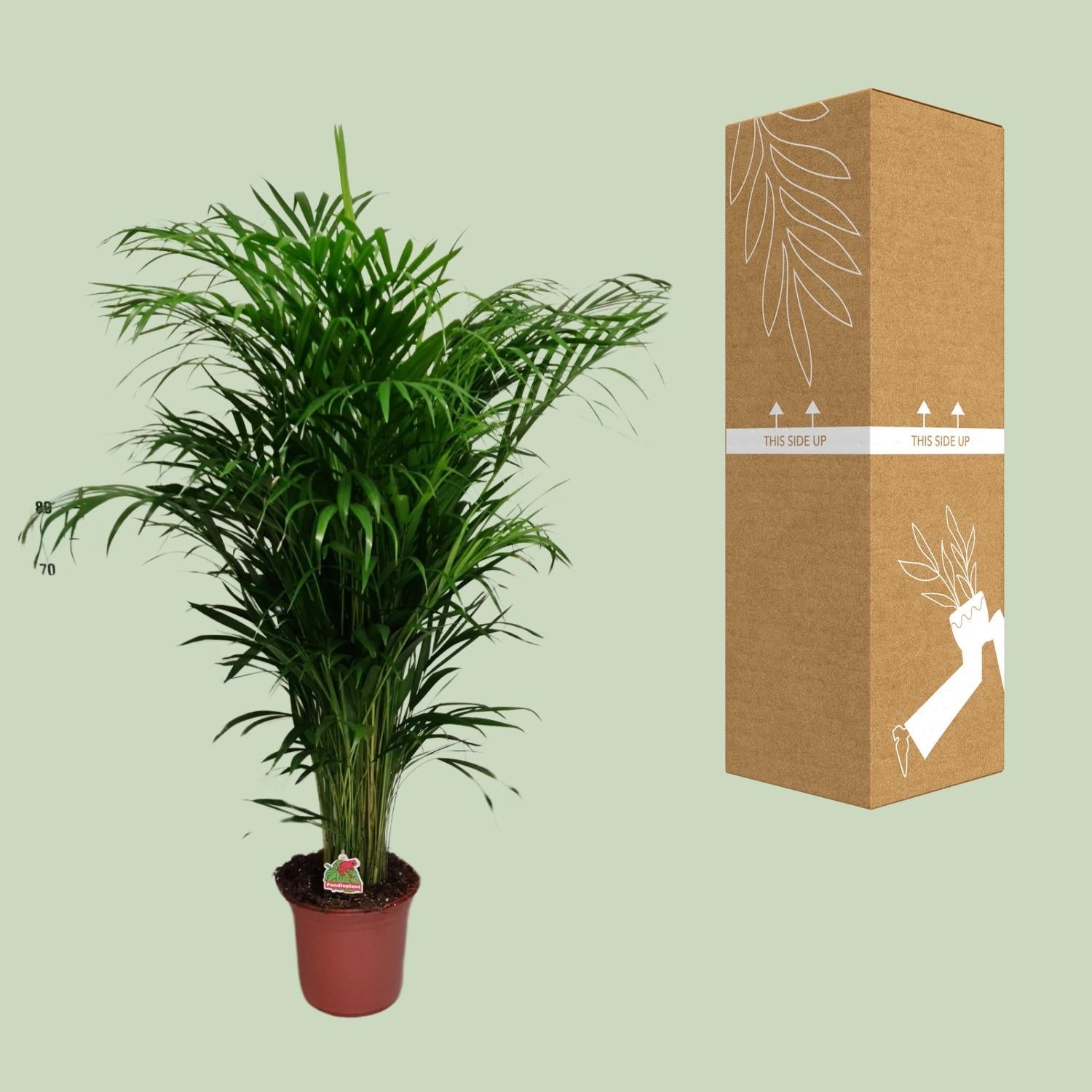 green-guardia-areca-palme-dypsis-lutescens-21cm-110cm-luftreinigend image 3